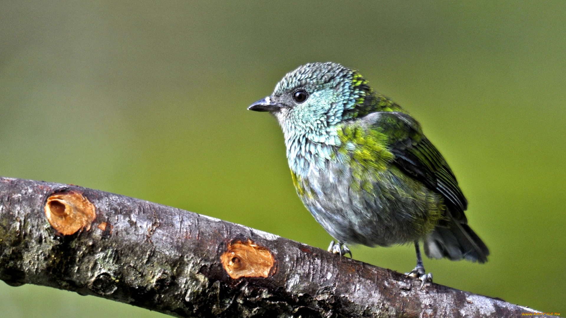 животные, птицы, маленький, перья