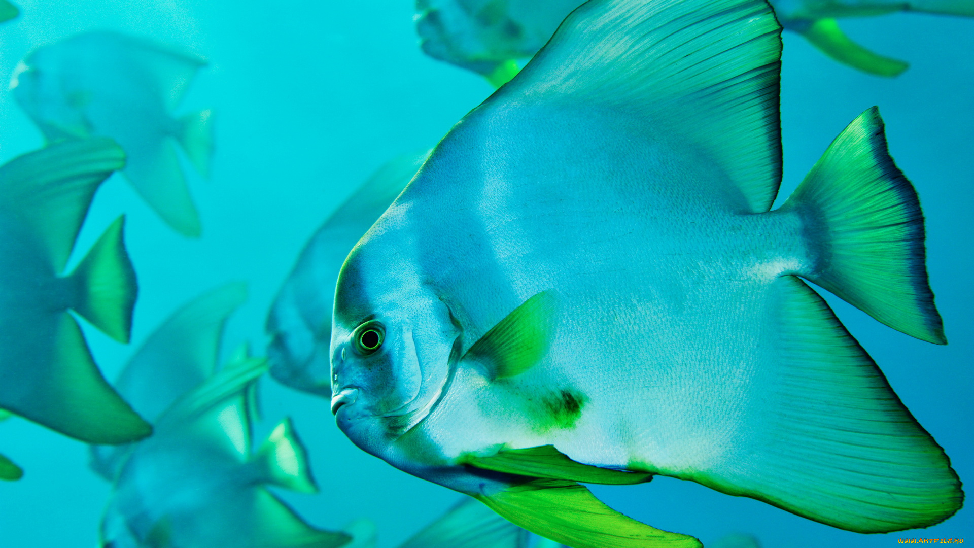 животные, рыбы, океан