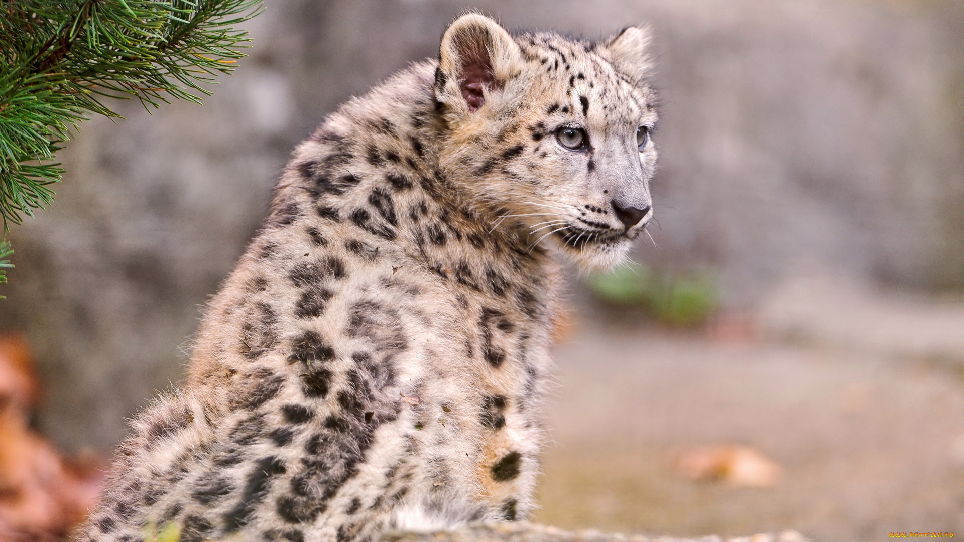 животные, снежный, барс, ирбис, пятнистый, взгляд