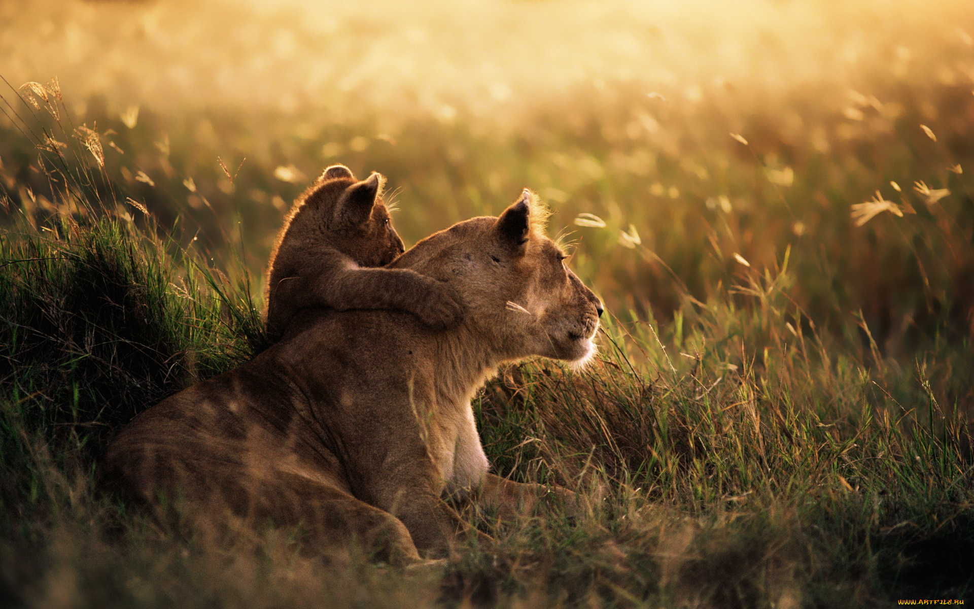 животные, львы, сафари, лев
