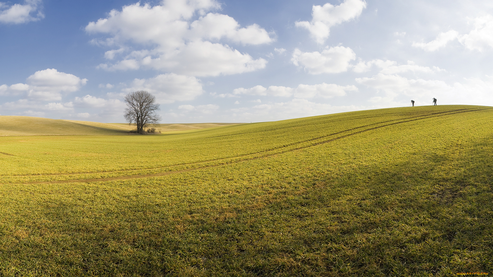 природа, поля, небо, дерево, поле