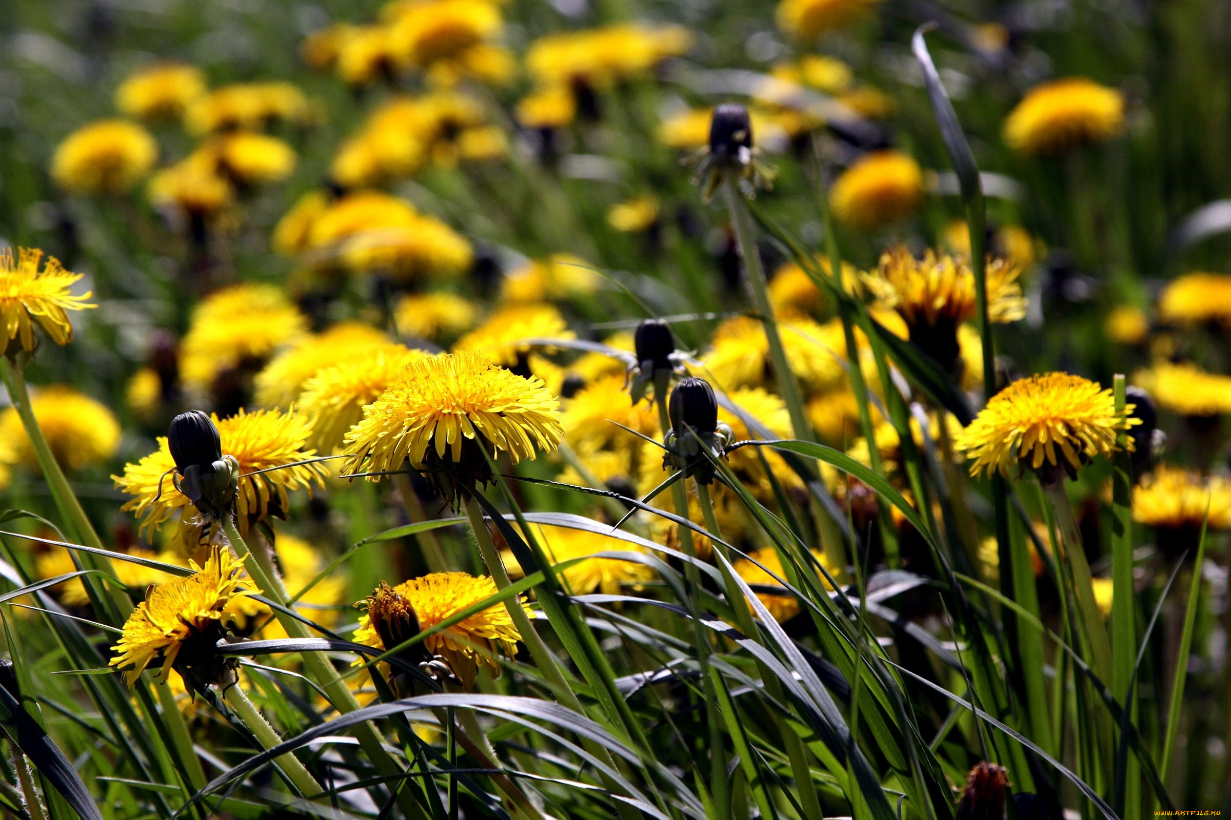 цветы, одуванчики, луг, трава