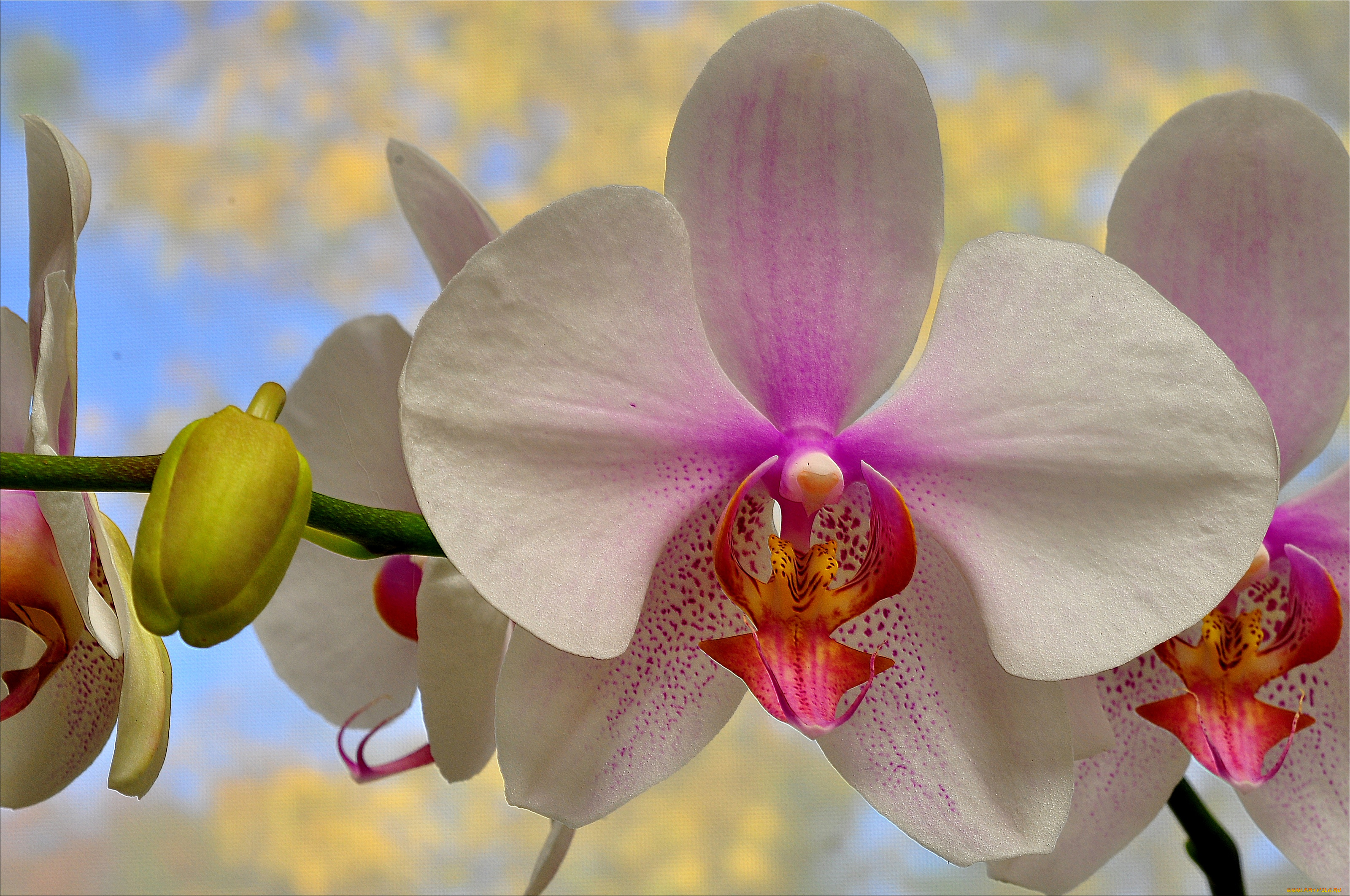 цветы, орхидеи, лепестки