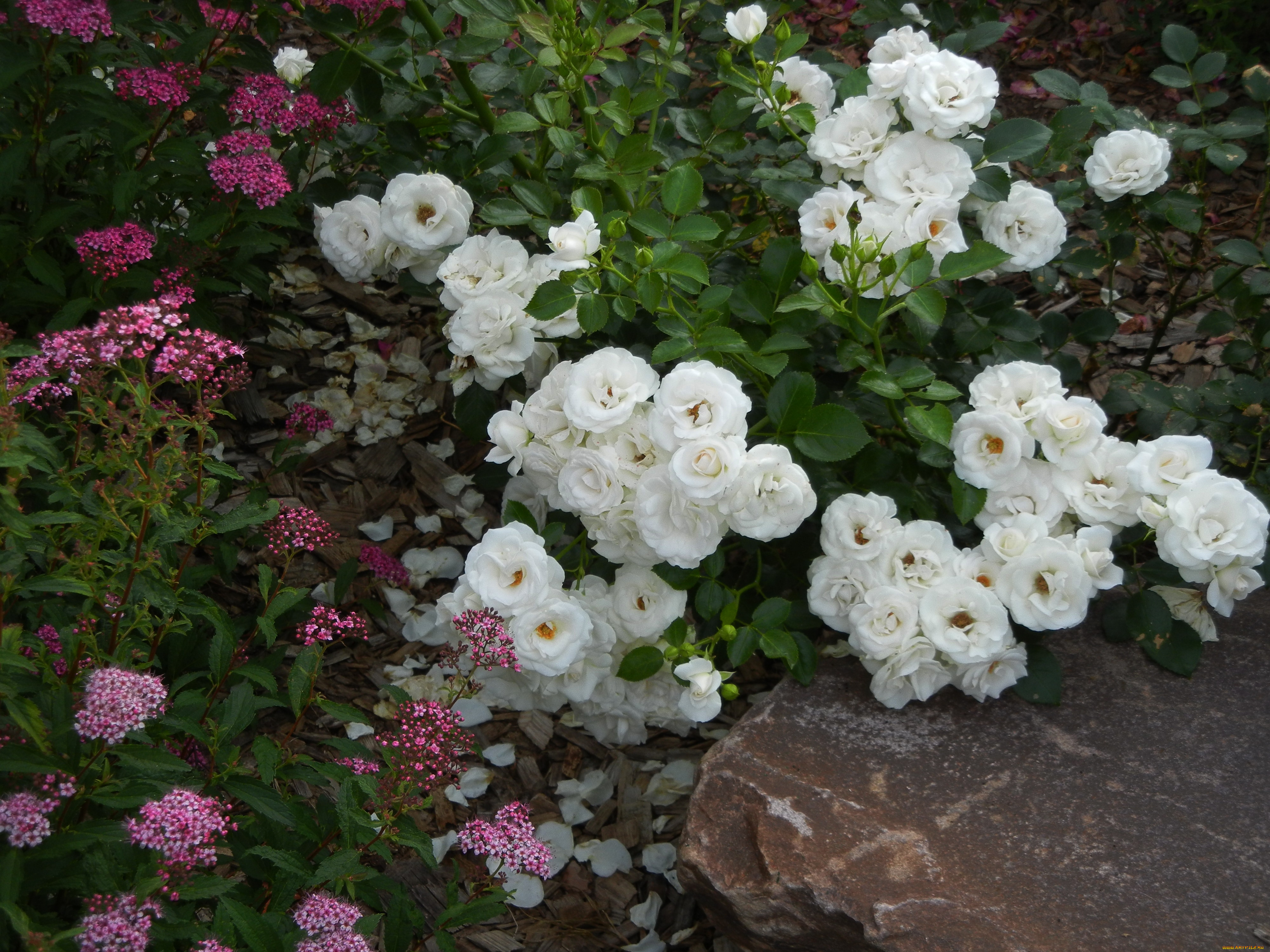 цветы, розы