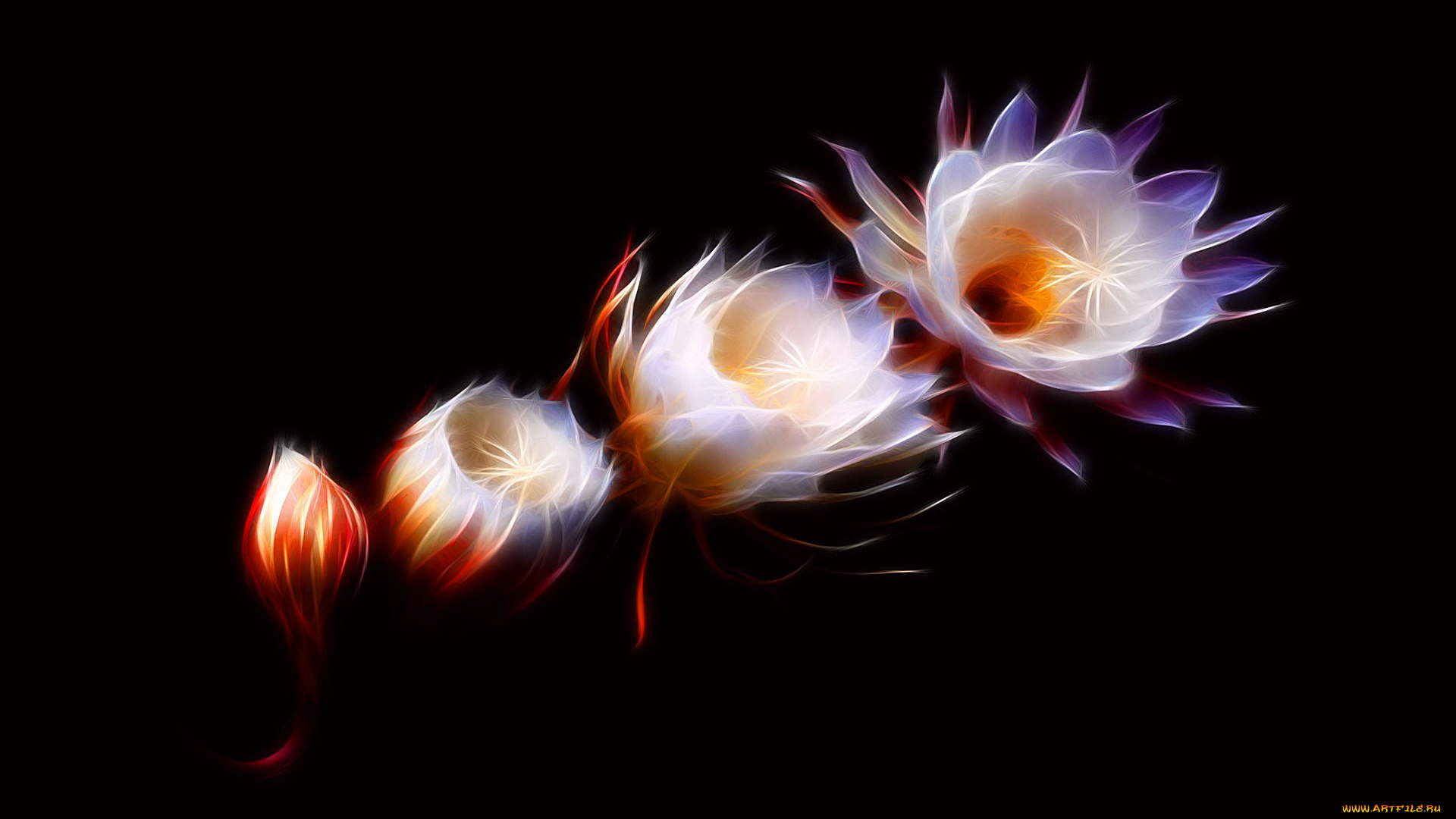 3д, графика, цветы, , flowers, бутоны