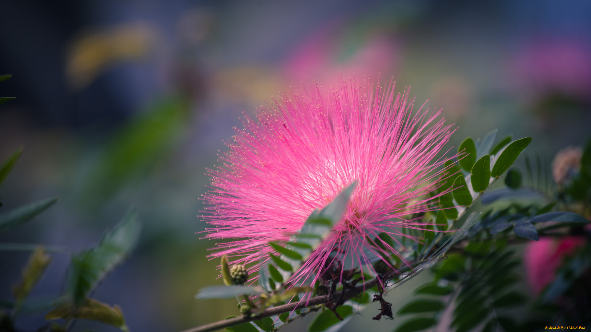 цветы, акация, цветок, розовый, игольчатый, пушистый