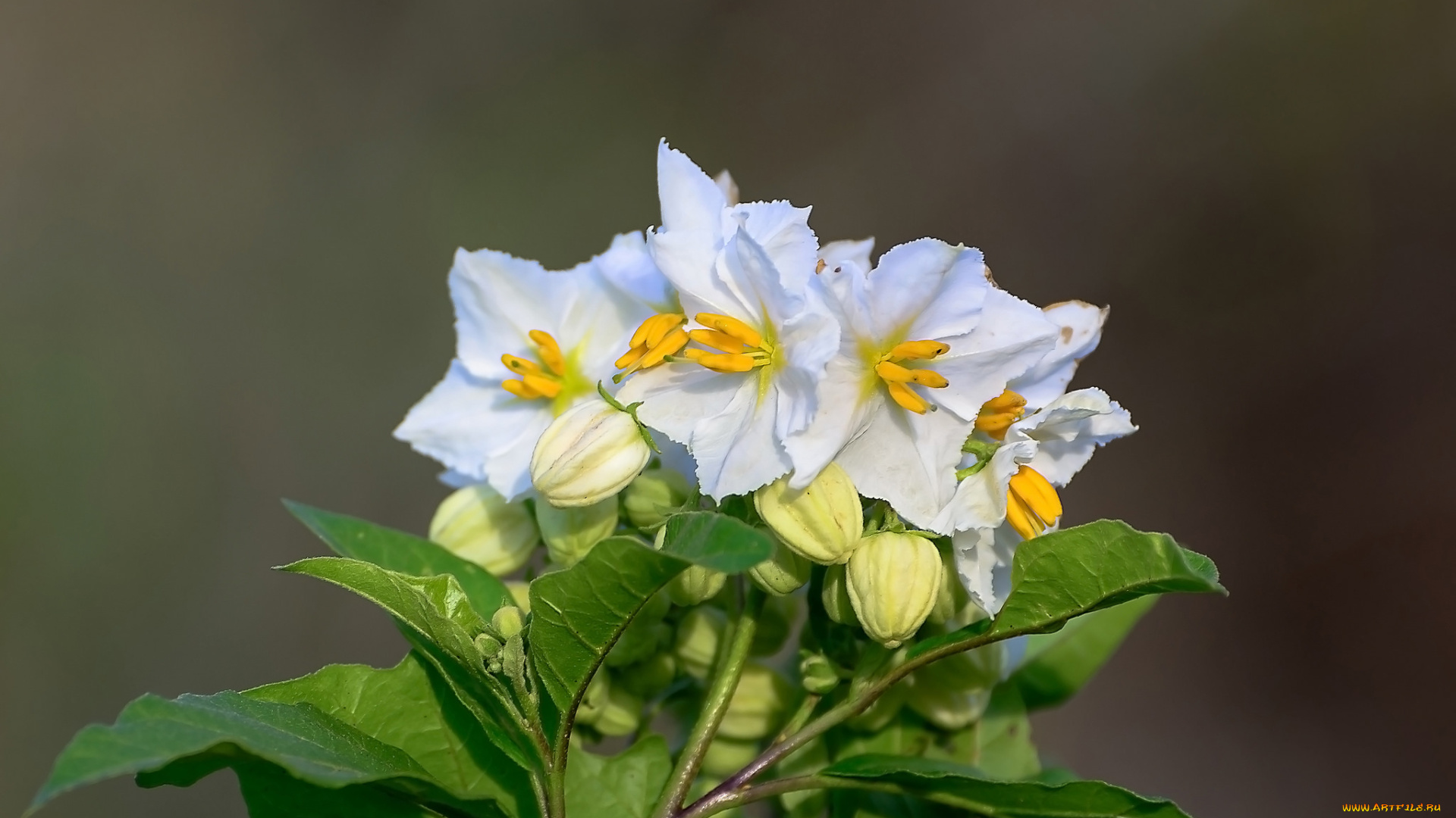 цветы, цветущие, деревья, , , кустарники, тычинки, белые, листья