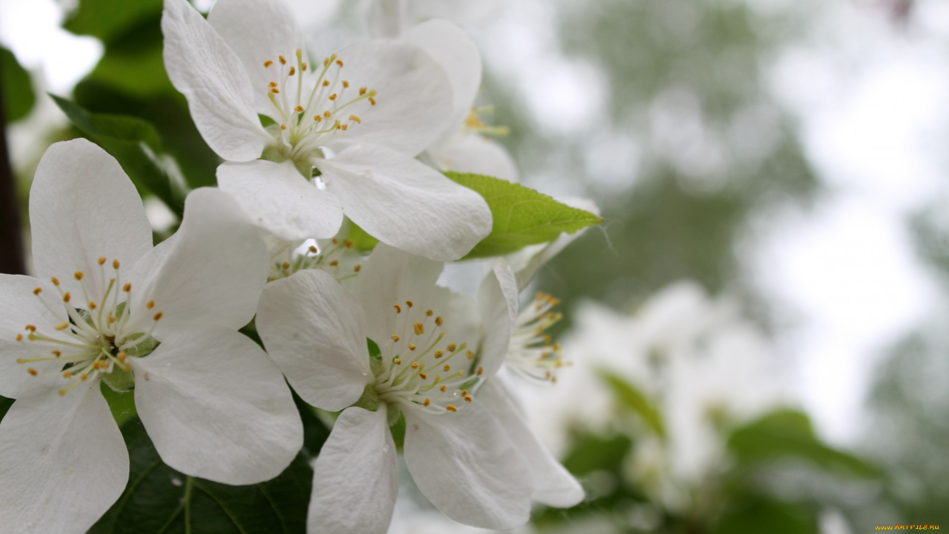 цветы, цветущие, деревья, , , кустарники, ветка, листья, яблони, branch, leaves, flowers, apple