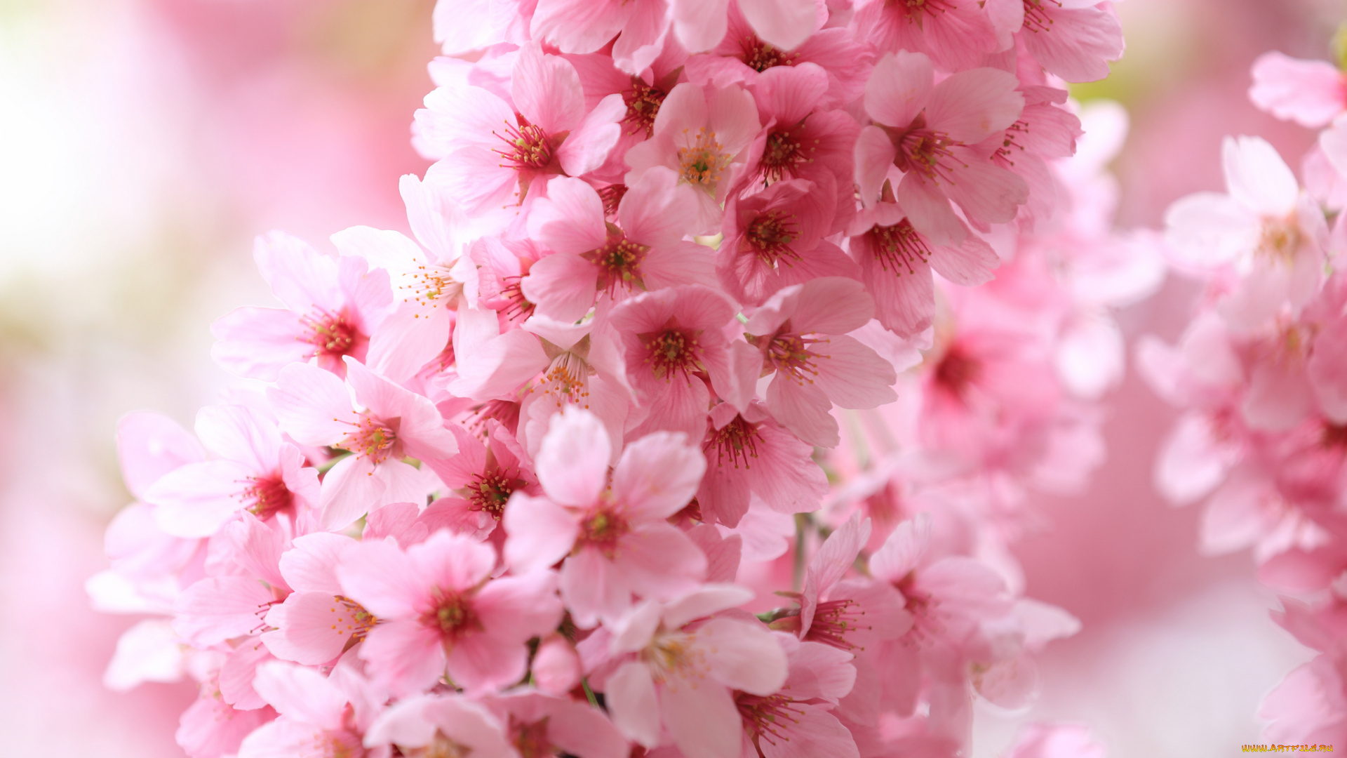 цветы, цветущие, деревья, , , кустарники, ветка, листья, цветение