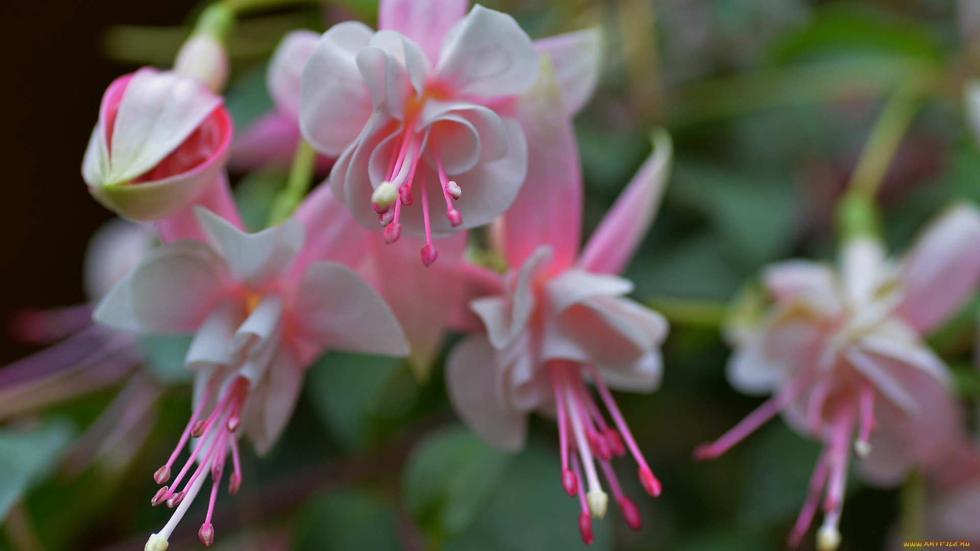 цветы, фуксия, бутоны, листья, цветение, ярко