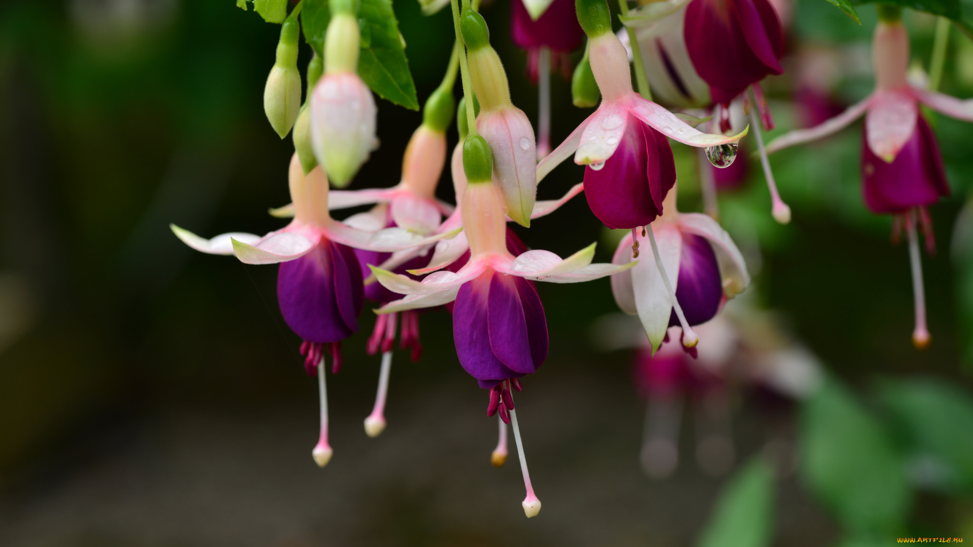 цветы, фуксия, бутоны, листья, цветение, ярко