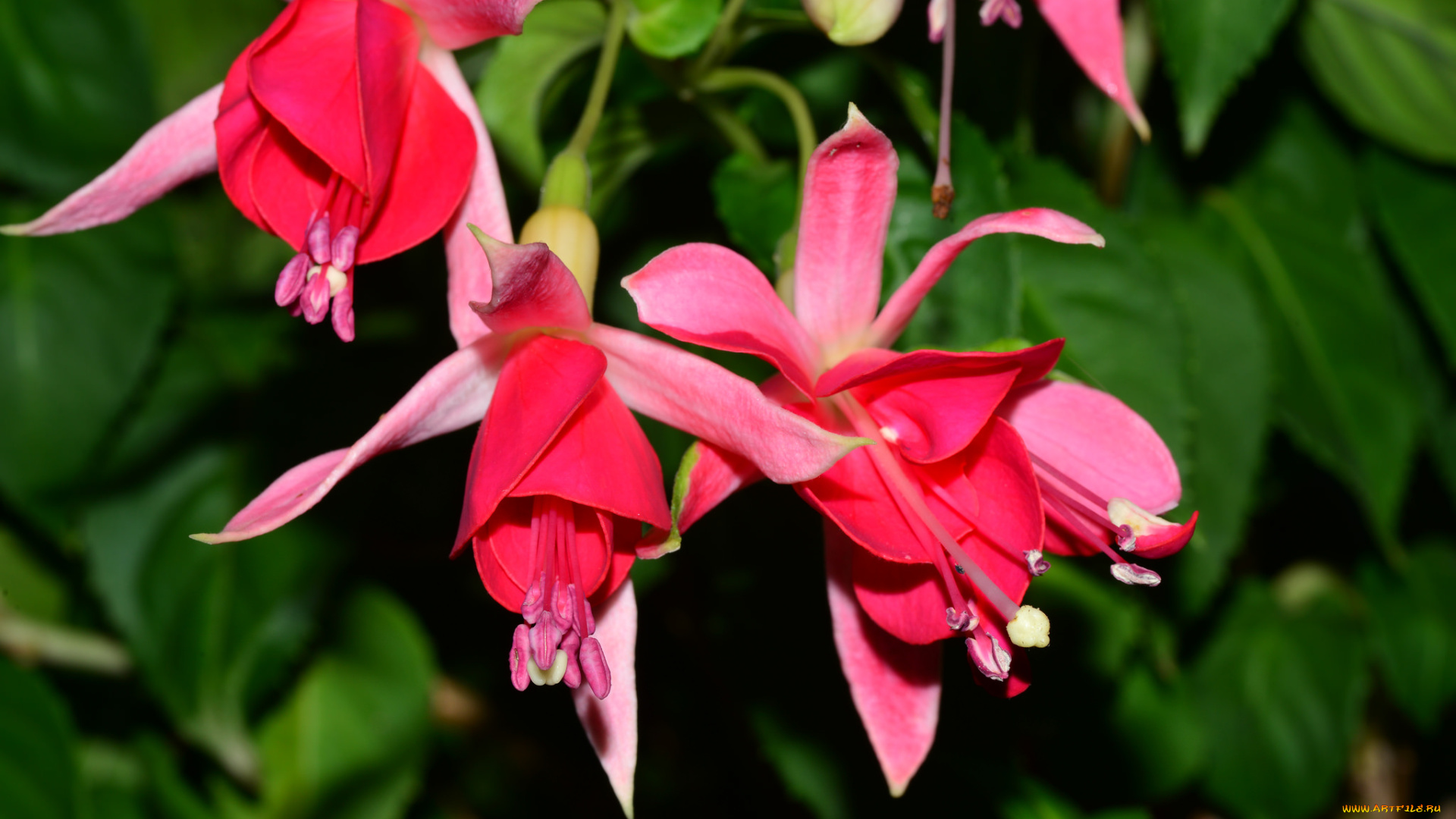 цветы, фуксия, цветение, fuchsia, flowering