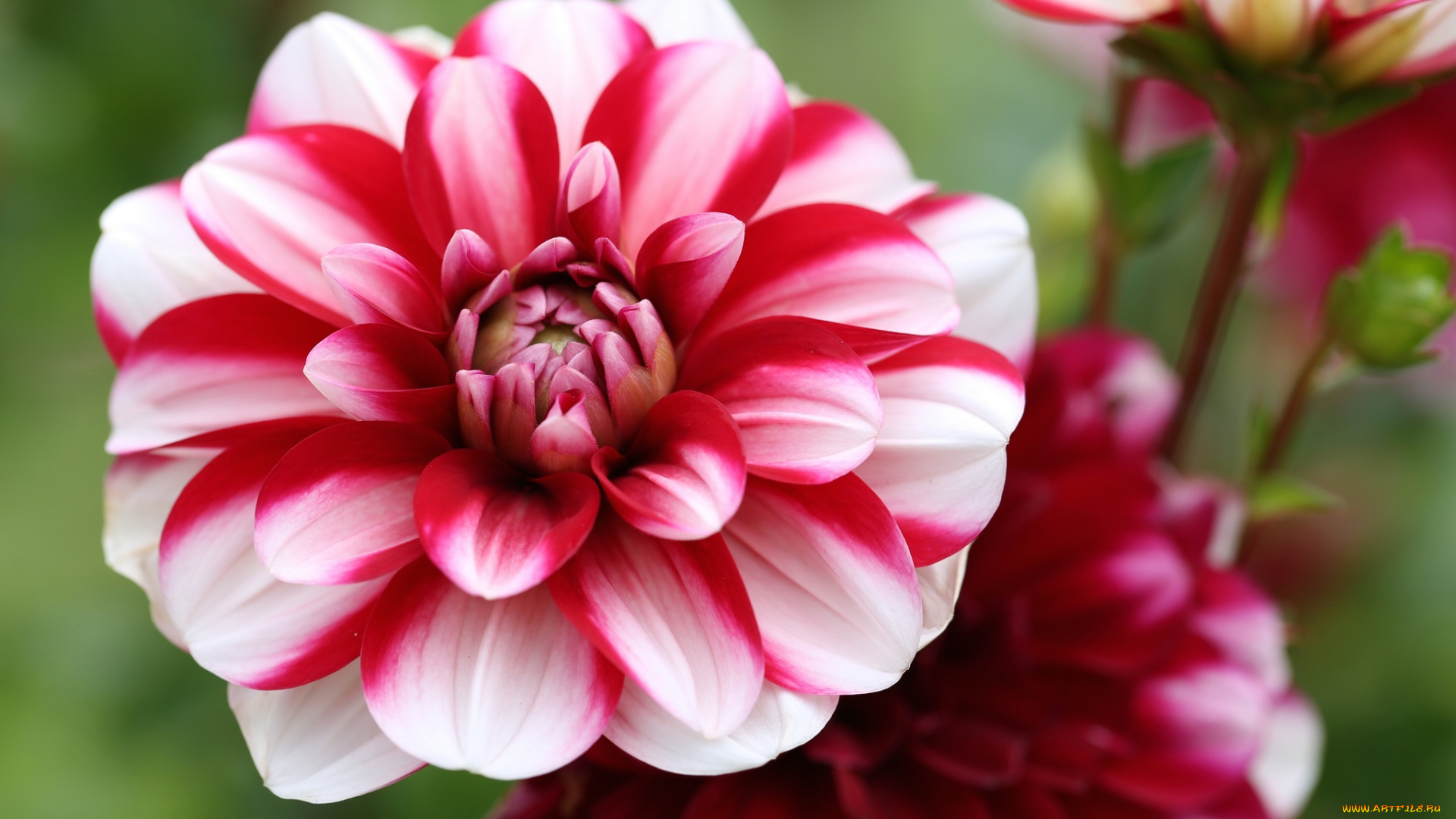 цветы, георгины, георгин, белый, цветение, лепестки