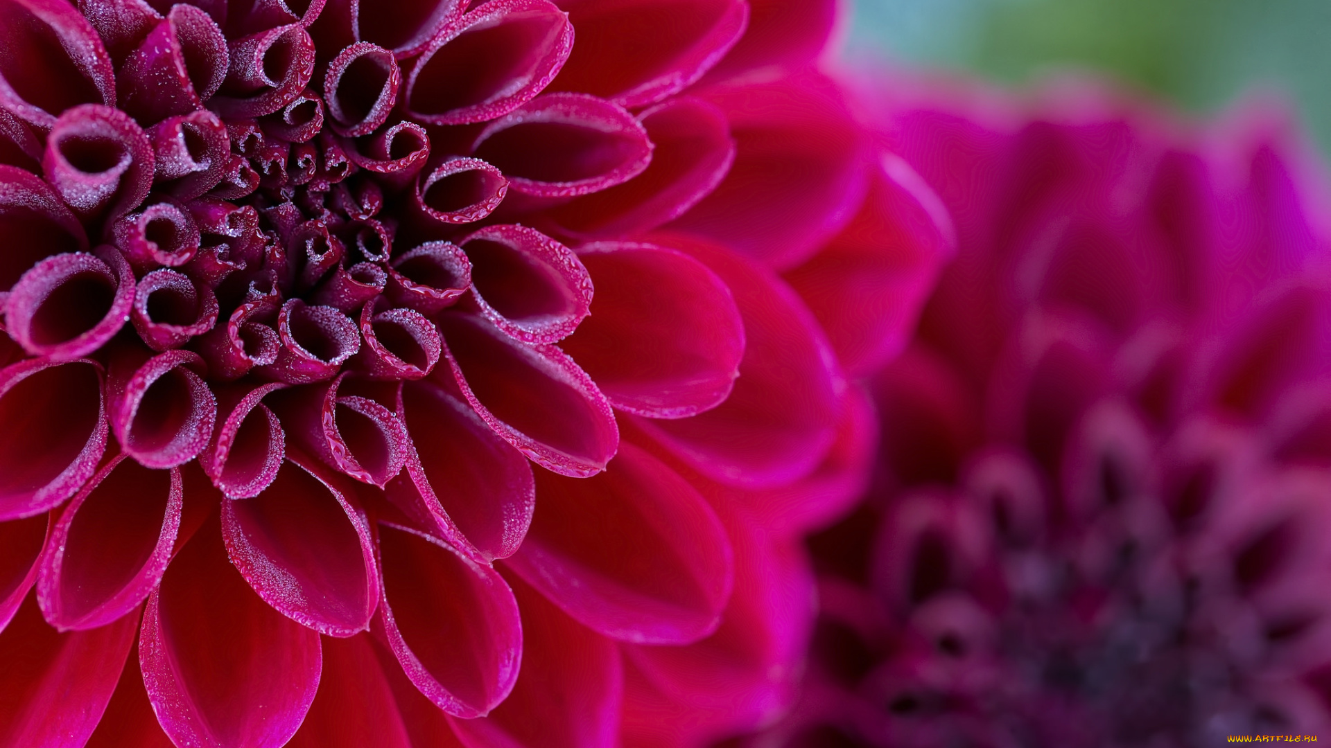 цветы, георгины, георгин, цветение, бутоны, лепестки, алый