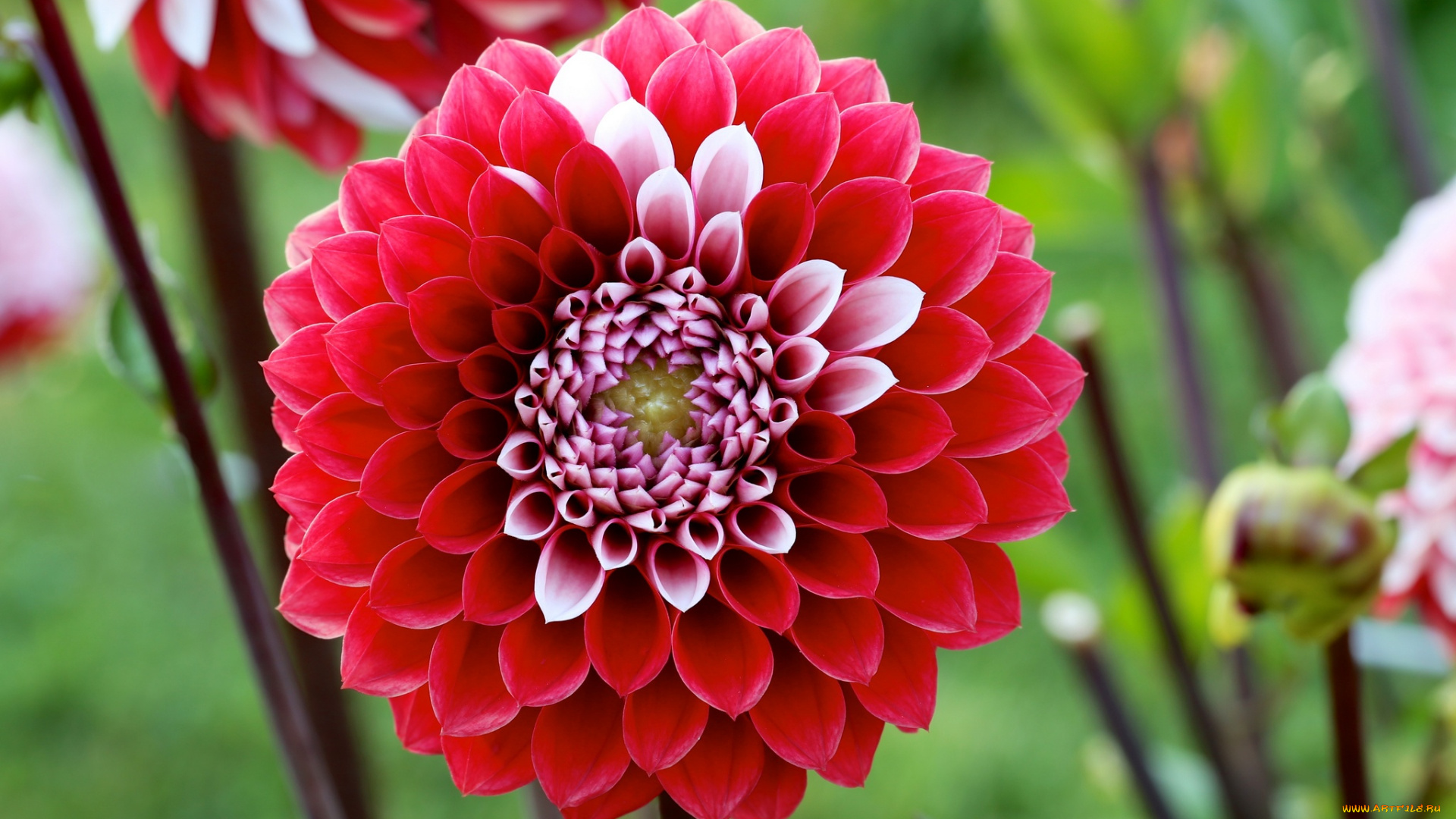 цветы, георгины, георгин, цветение, бутоны, лепестки