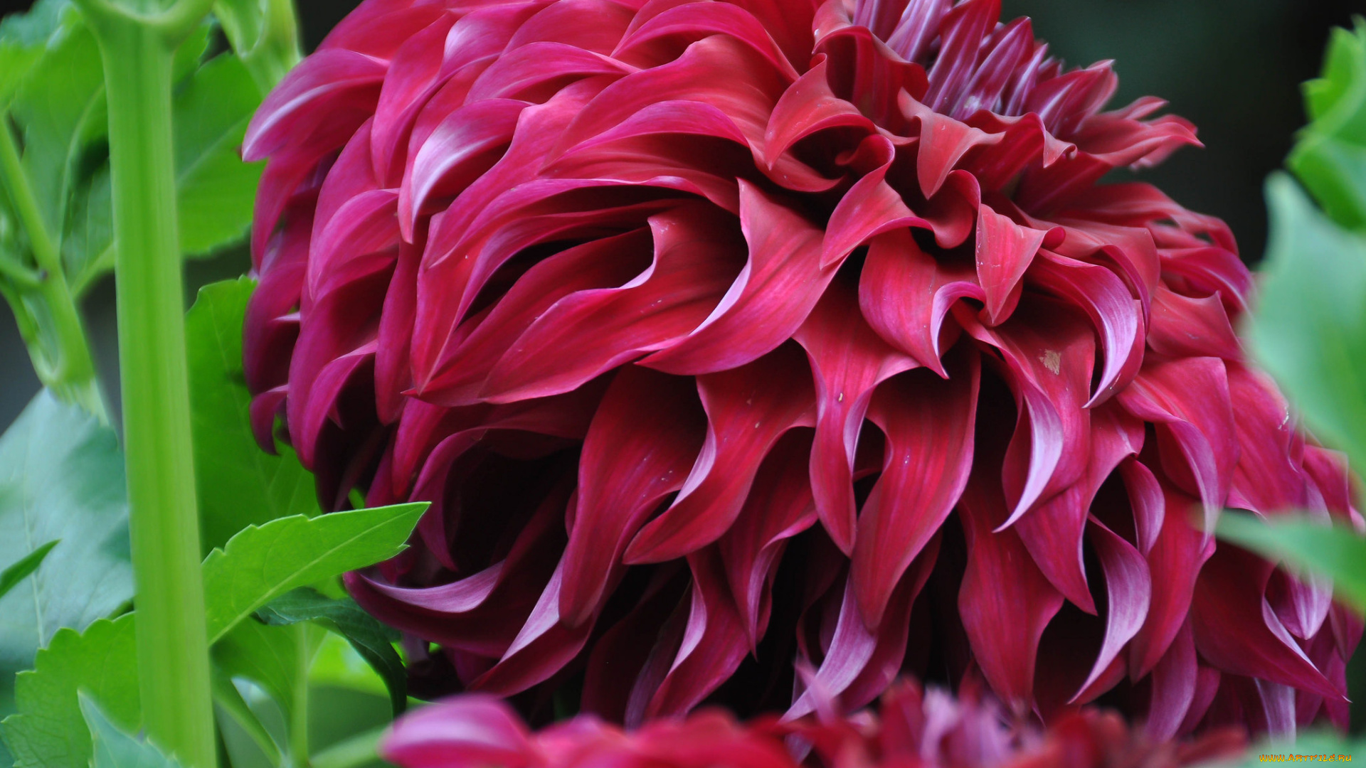 цветы, георгины, георгин, цветение, бутоны, лепестки, алый