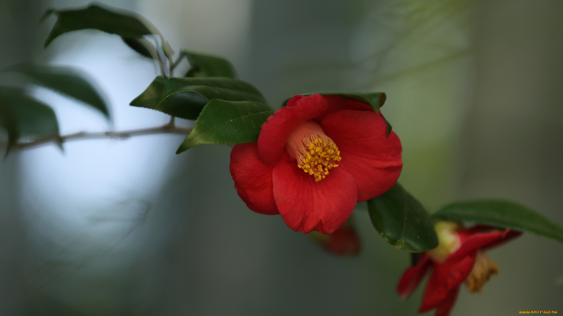 цветы, камелии, ветка, листья, цветок, камелия, розовая, цветение, нежность