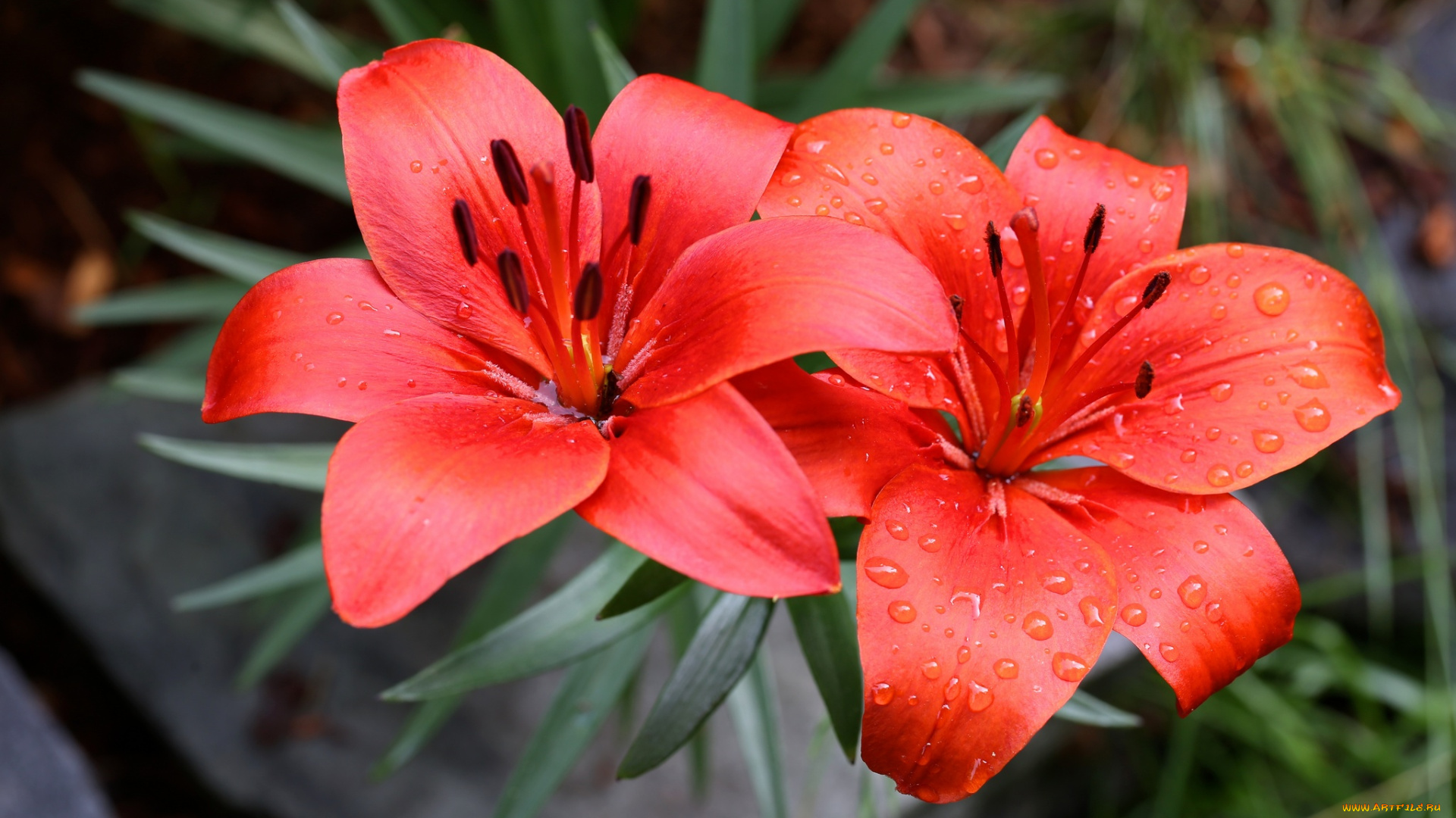 цветы, лилии, , лилейники, лилия, бутоны, цветение