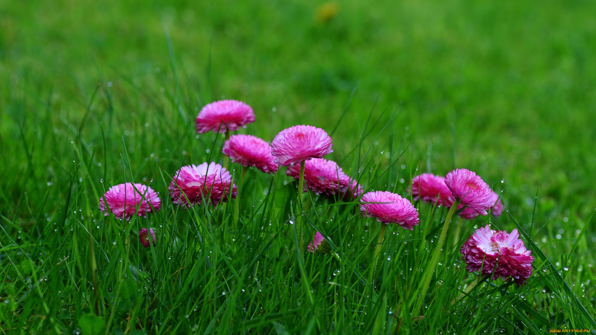 цветы, маргаритки, розовые, цветение, травка