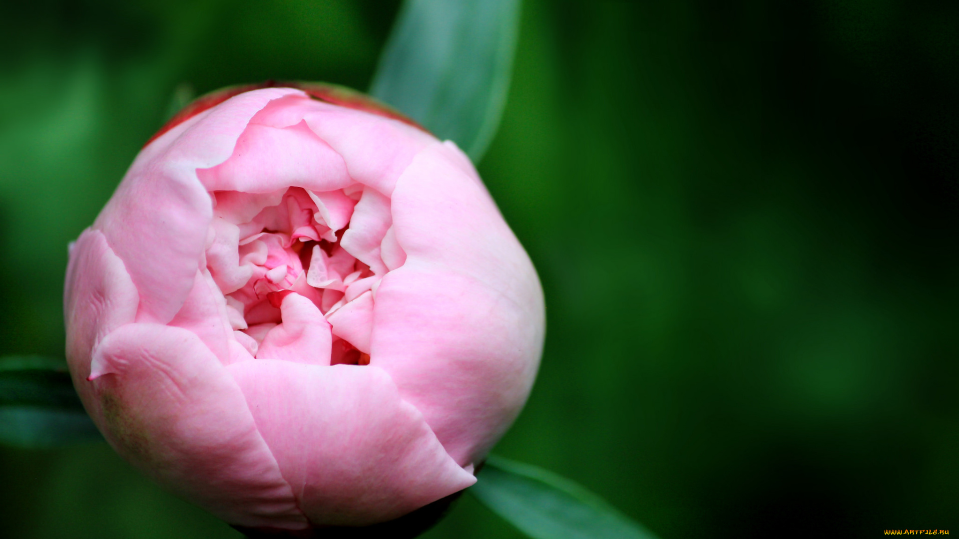 цветы, пионы, пион, бутон, лепестки, листья, цветение