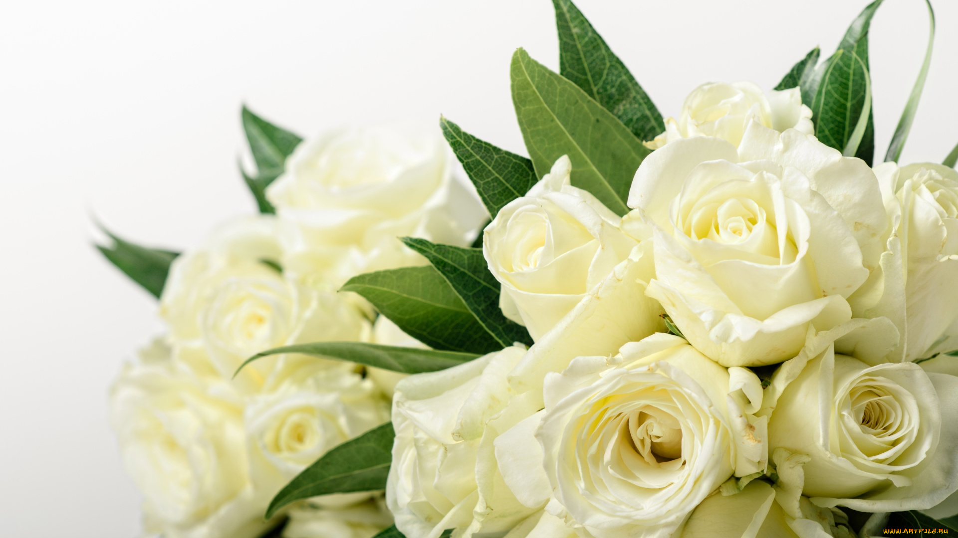цветы, розы, белый