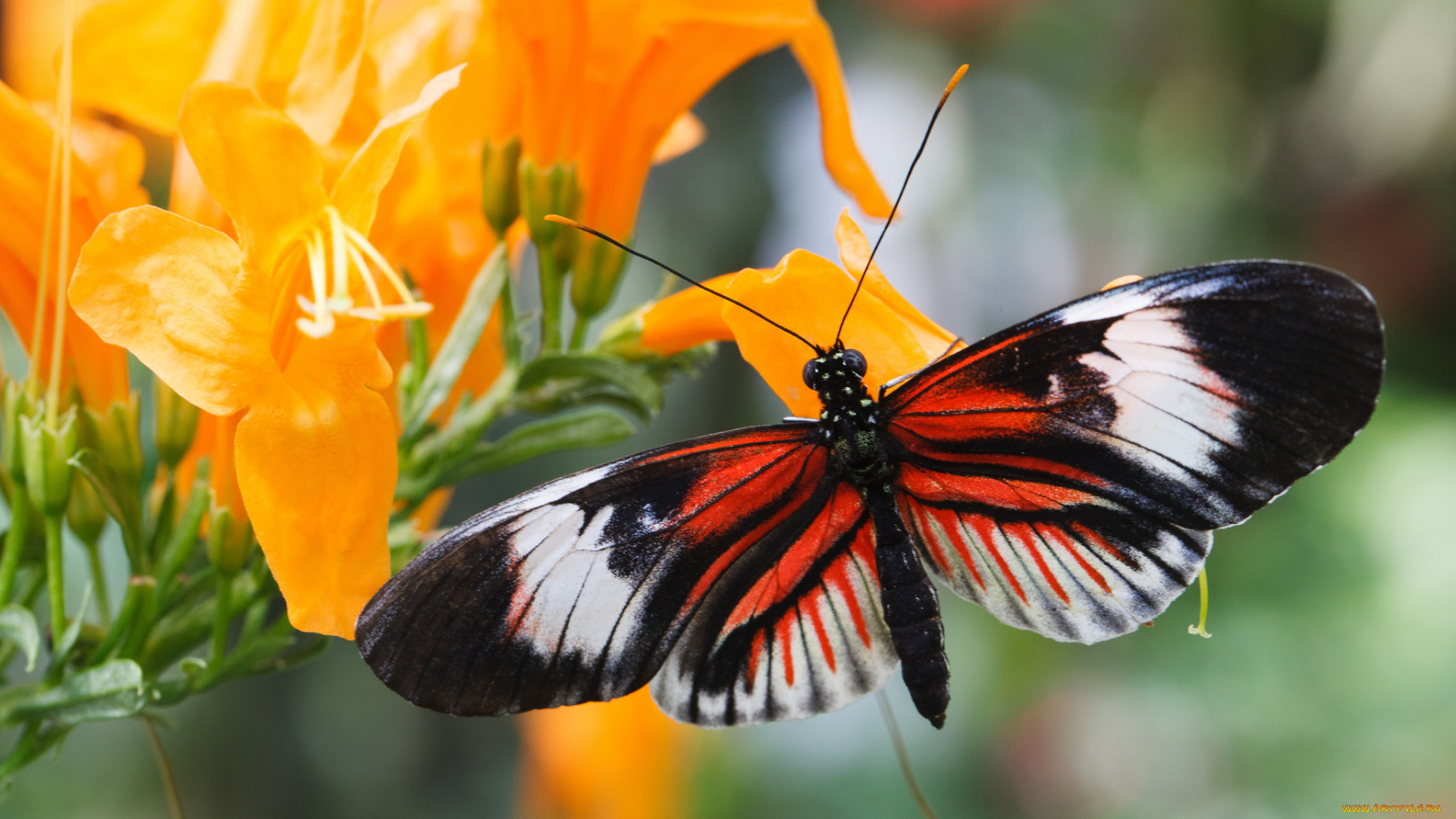 животные, бабочки, бабочка, крылья, цветы, оранжевые, макро