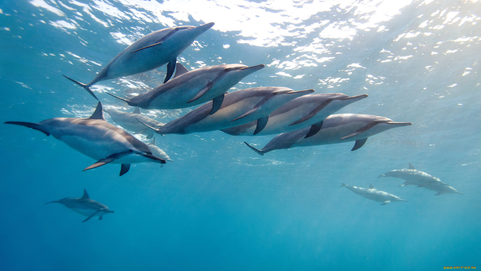 животные, дельфины, длинноносый, дельфин, малоголовый, продельфин, длиноклювая, стенелла, тропический, гаваи, океан, вода, стая