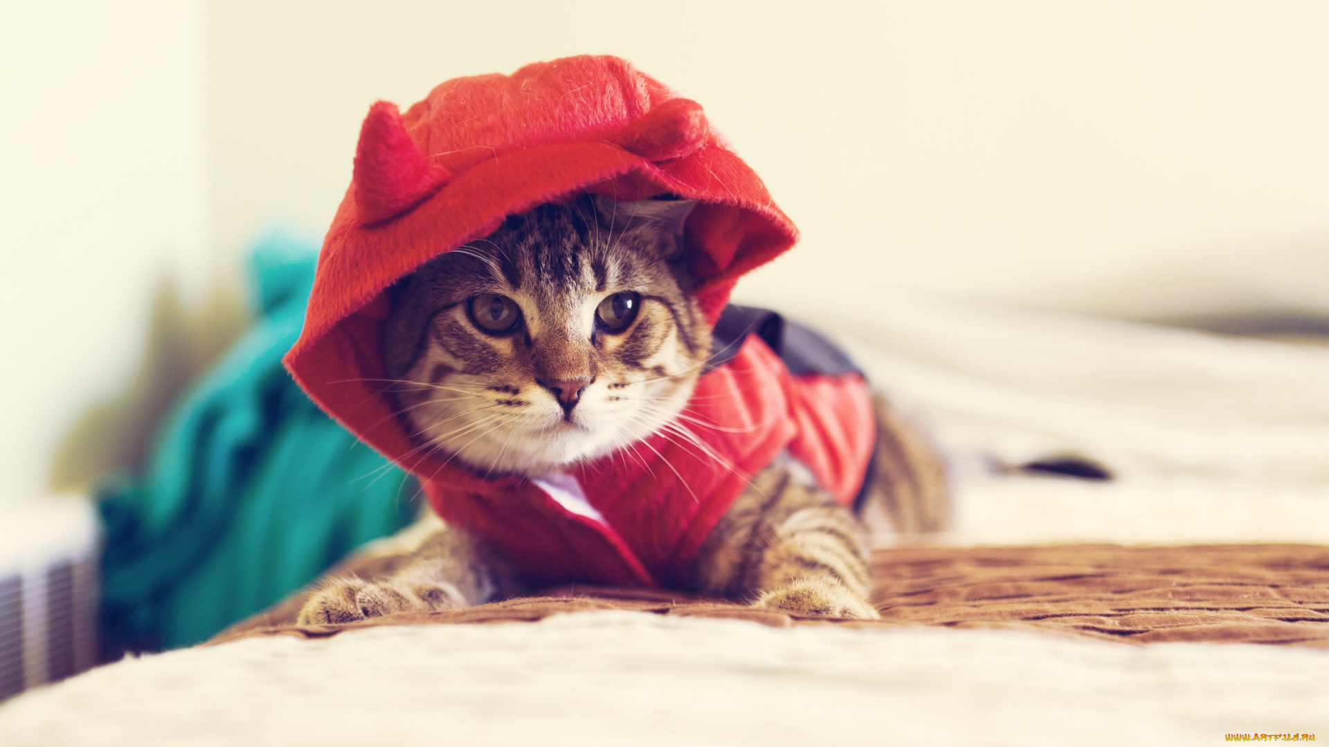 животные, коты, кот, животное, взгляд, капюшон, одежда