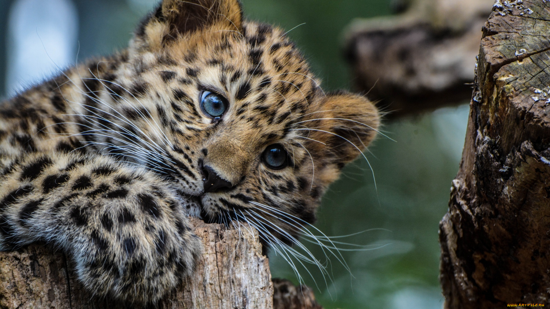 животные, леопарды, леопард, животное, детеныш, хищник, взгляд, окрас
