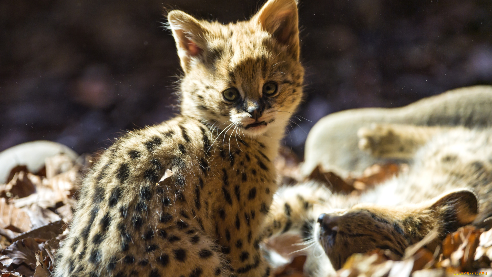 животные, сервалы, котенок