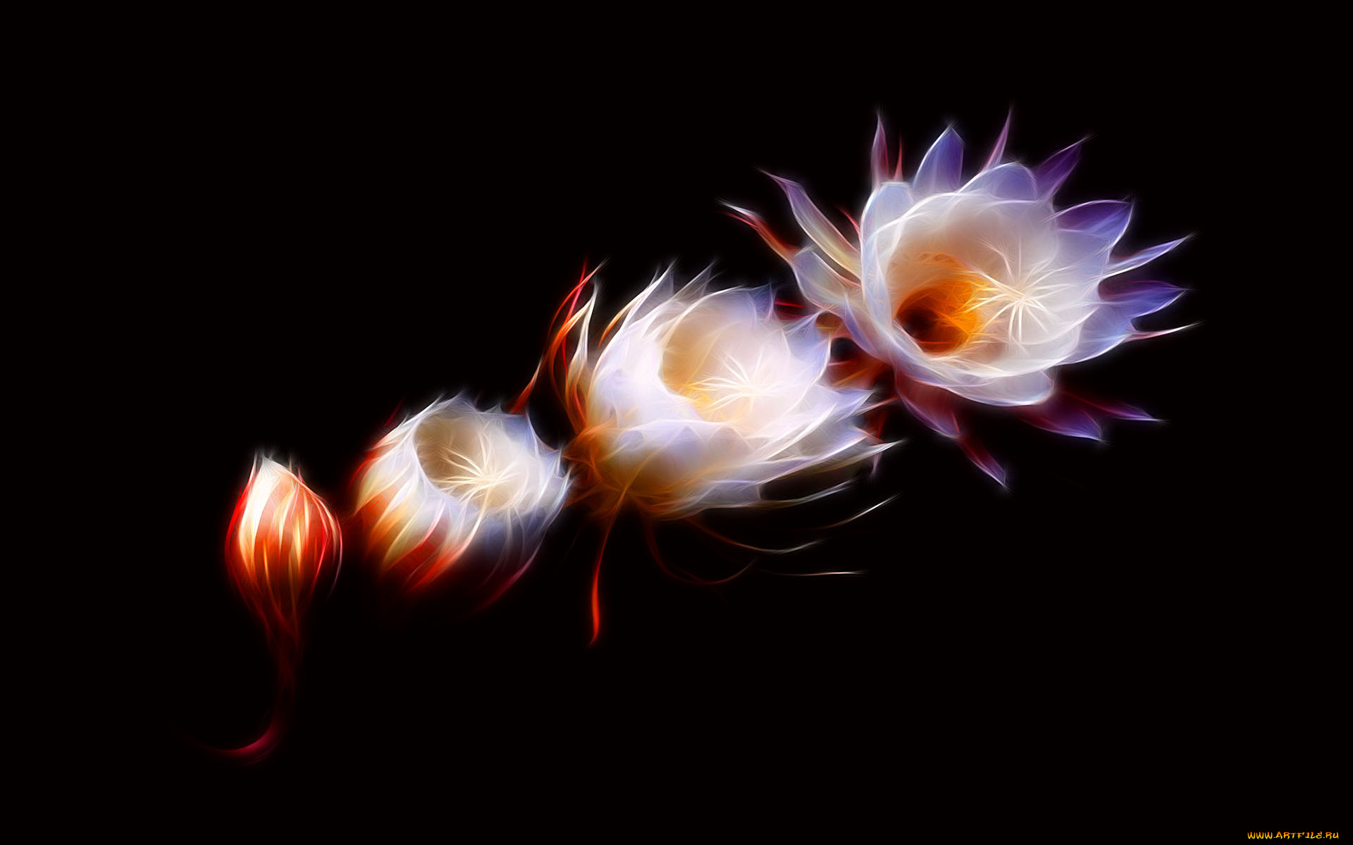 3д, графика, цветы, , flowers, бутоны