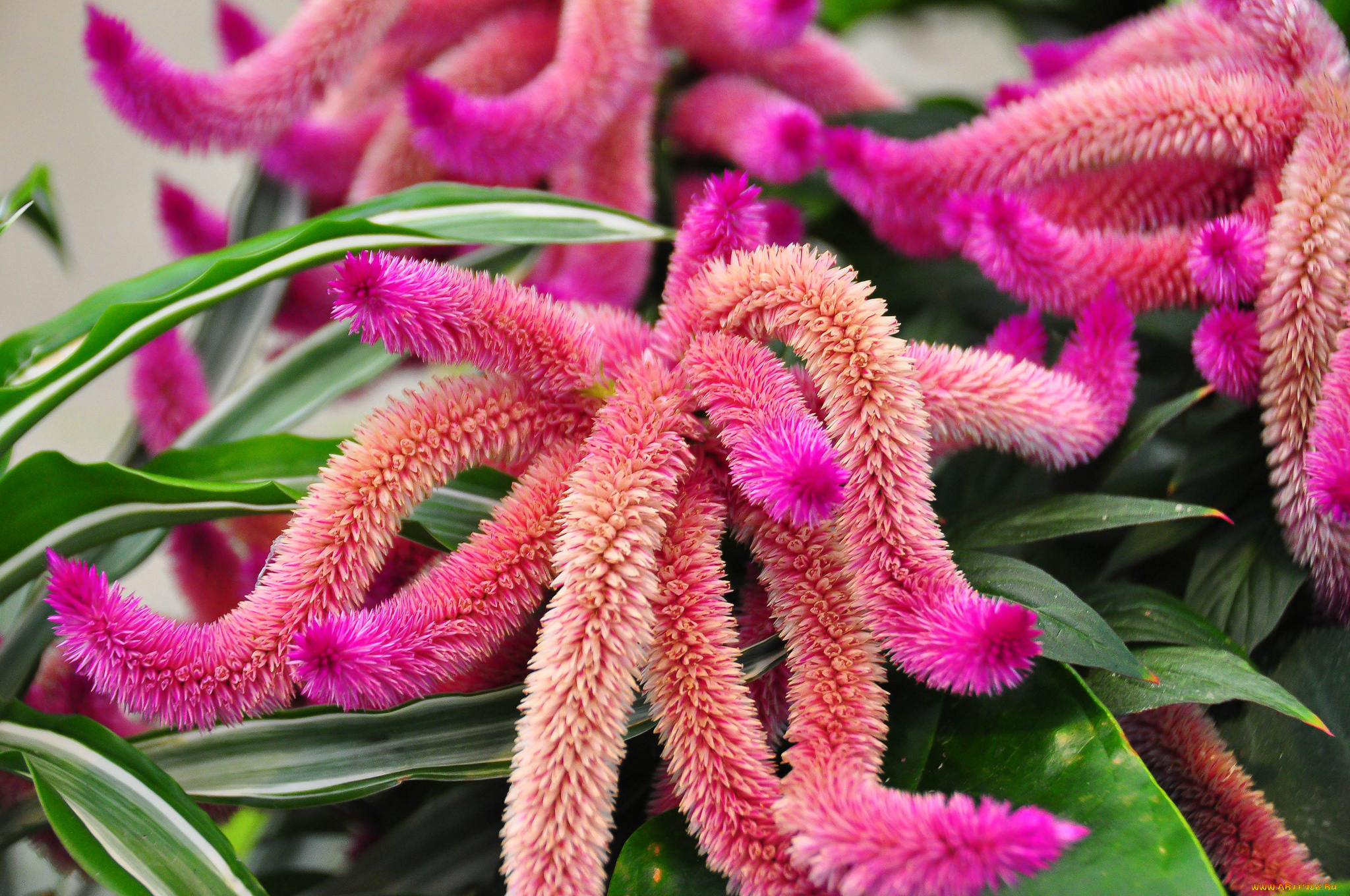 цветы, веточки, розовые, цветение