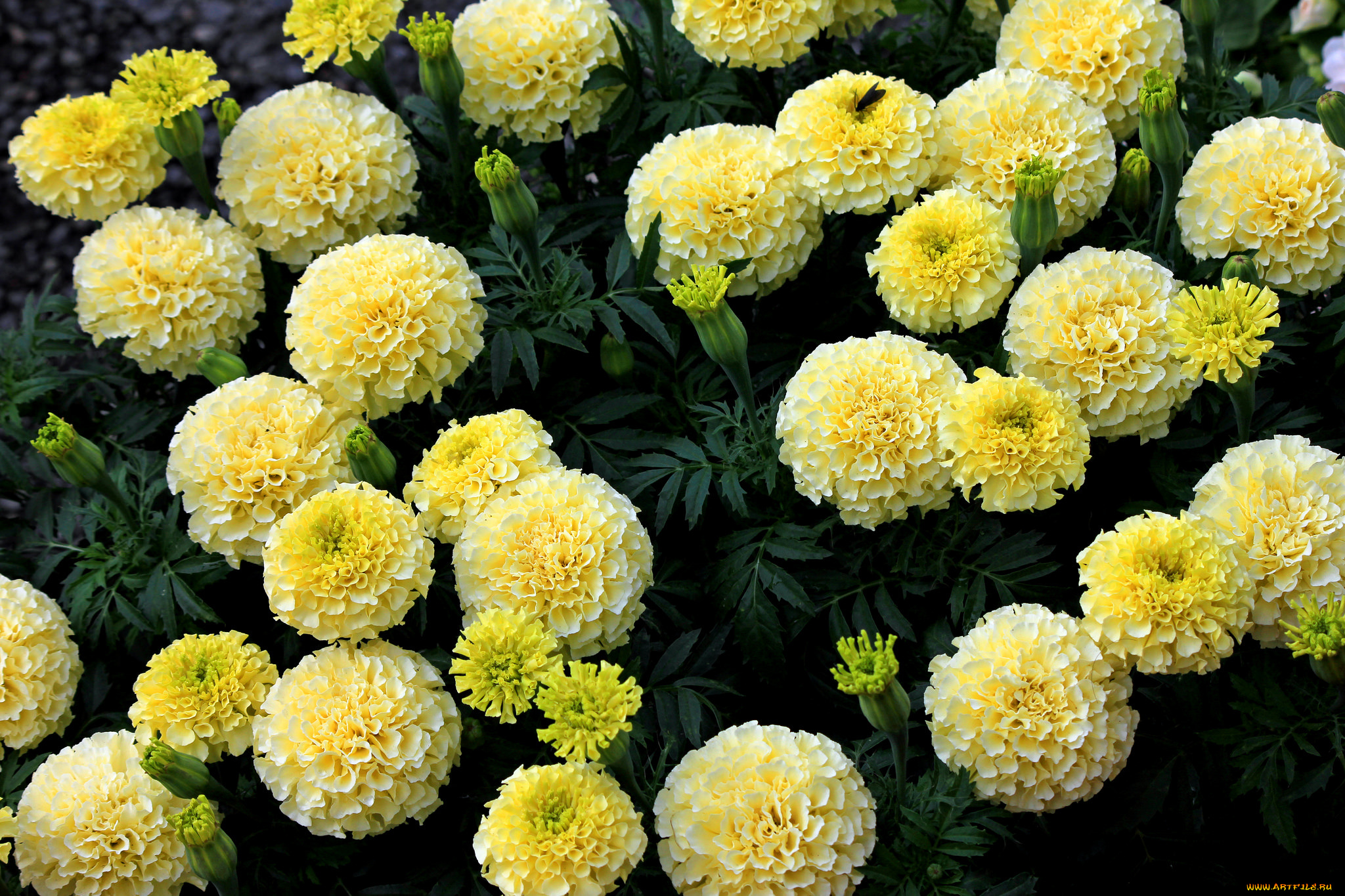 цветы, бархатцы, желтые, кустики, цветение, yellow, orange, flowering, bushes, marigold