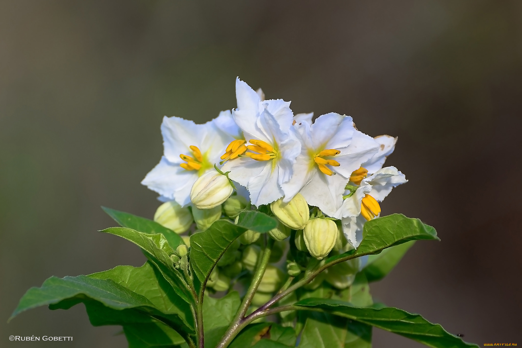 цветы, цветущие, деревья, , , кустарники, тычинки, белые, листья