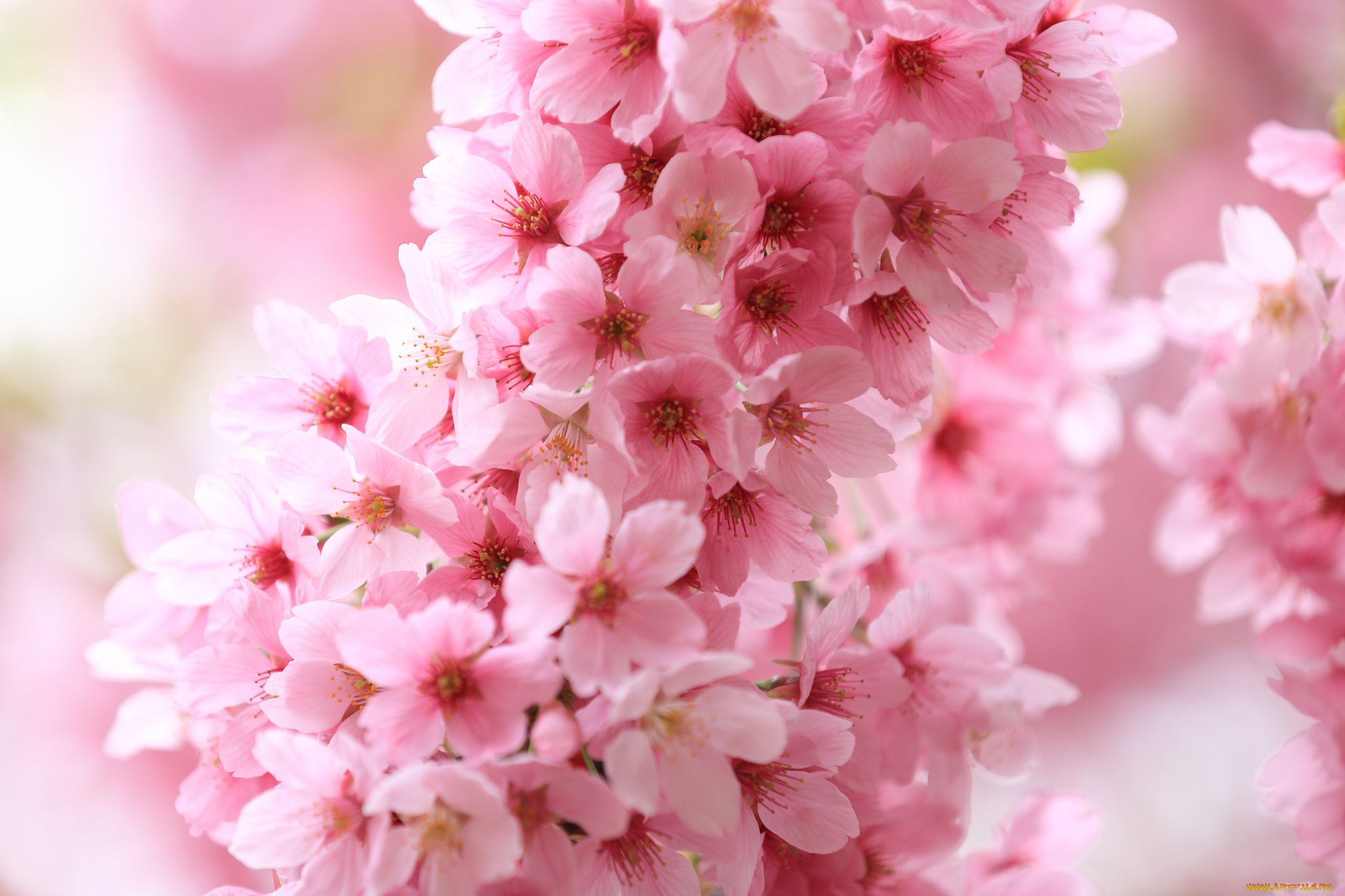 цветы, цветущие, деревья, , , кустарники, ветка, листья, цветение