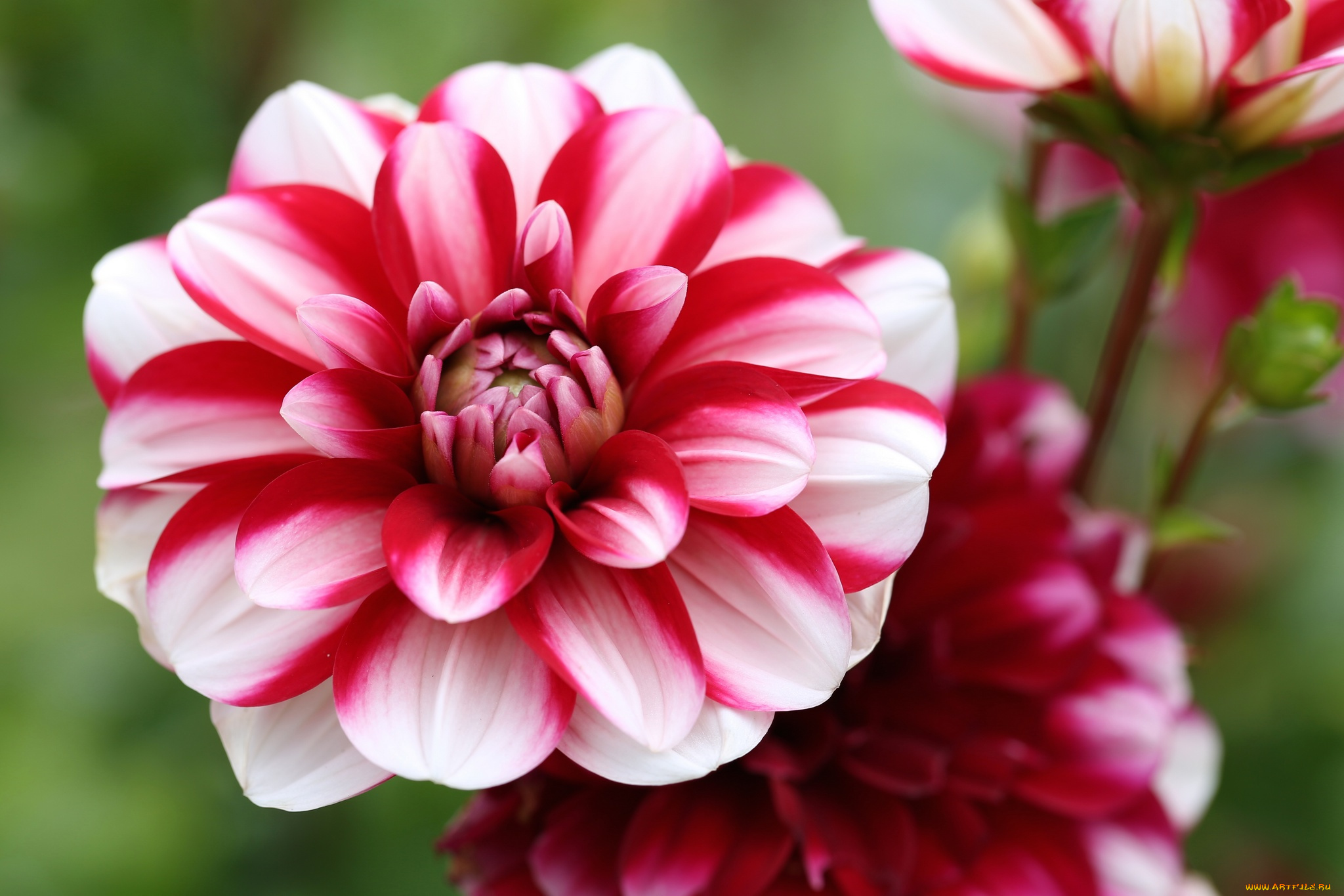 цветы, георгины, георгин, белый, цветение, лепестки