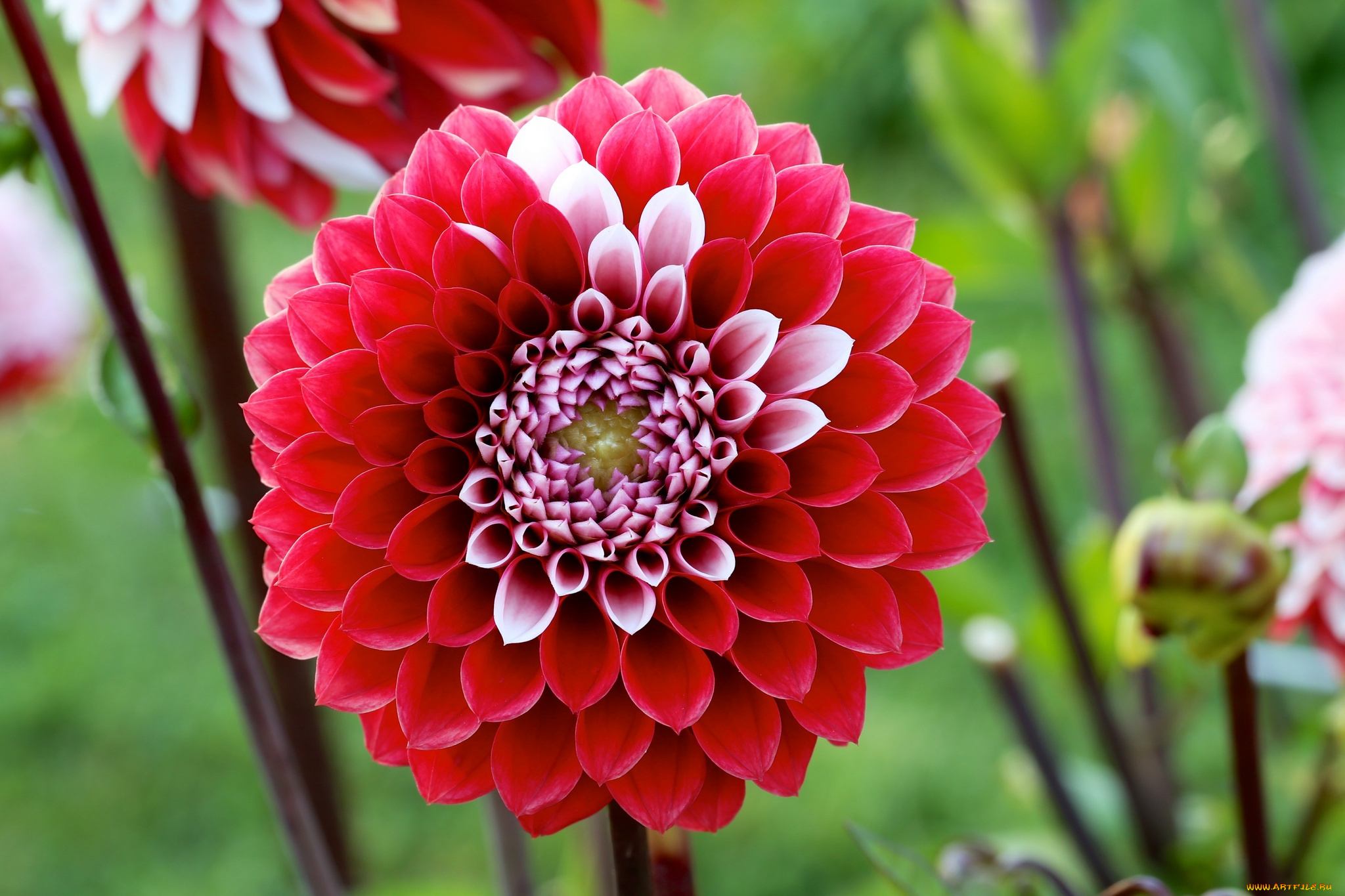 цветы, георгины, георгин, цветение, бутоны, лепестки