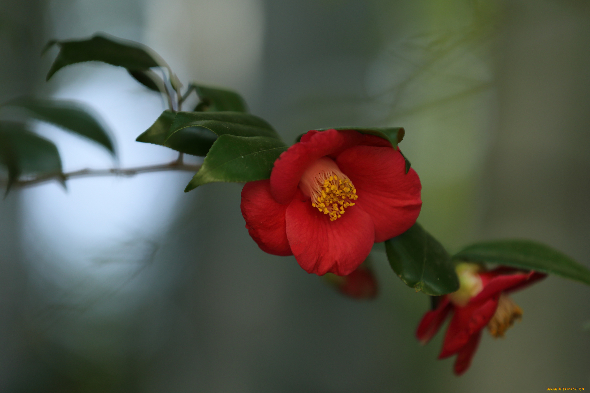 цветы, камелии, ветка, листья, цветок, камелия, розовая, цветение, нежность