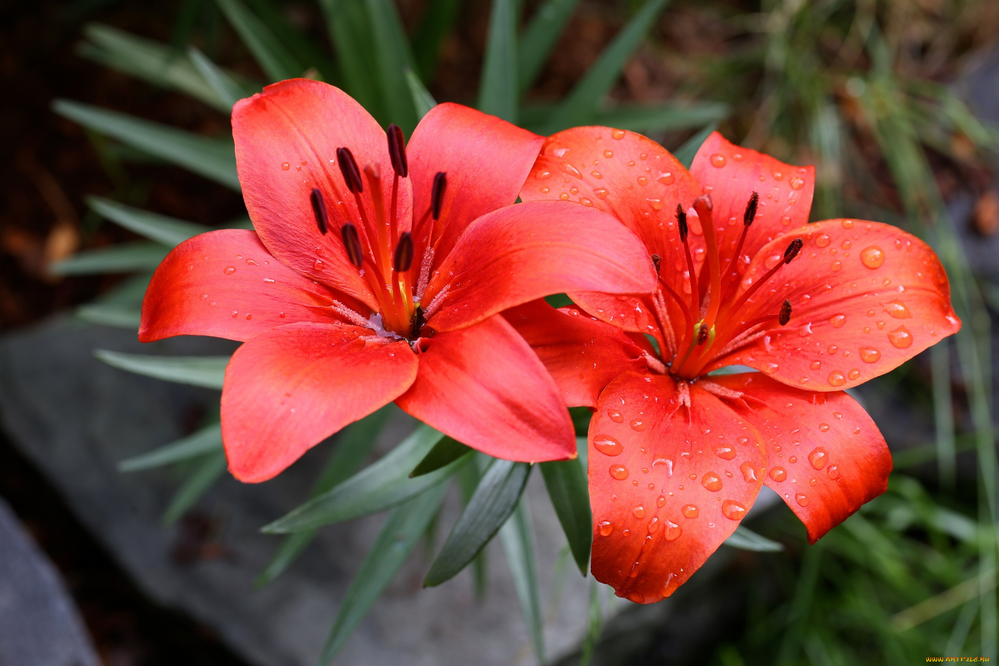 цветы, лилии, , лилейники, лилия, бутоны, цветение