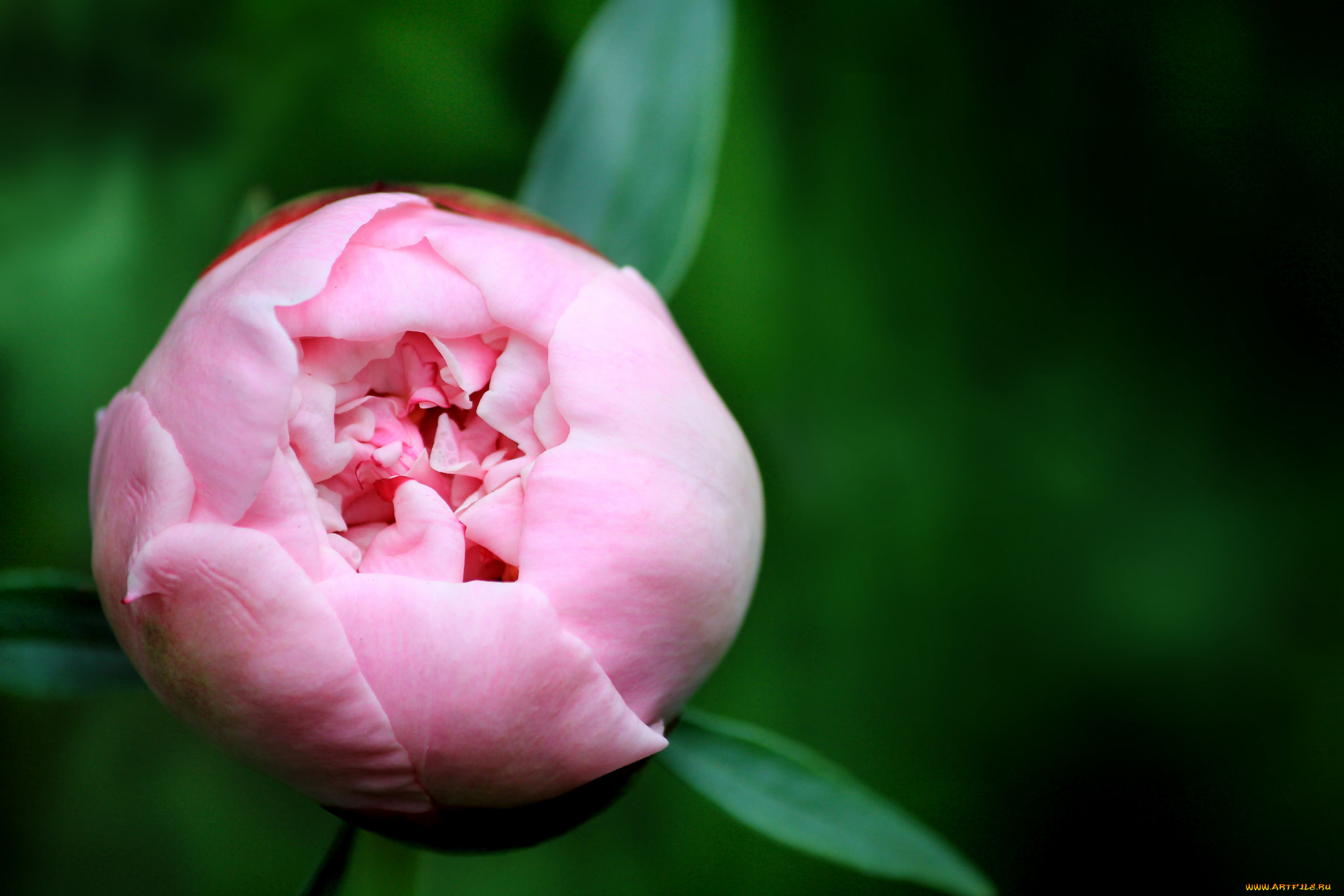 цветы, пионы, пион, бутон, лепестки, листья, цветение