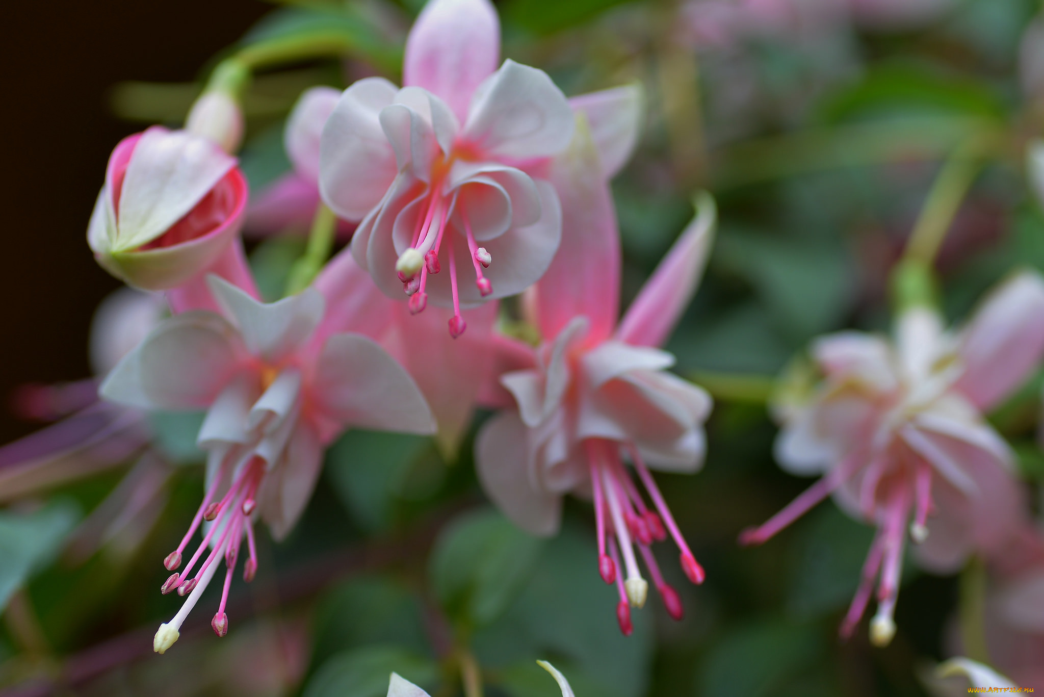 цветы, фуксия, бутоны, листья, цветение, ярко