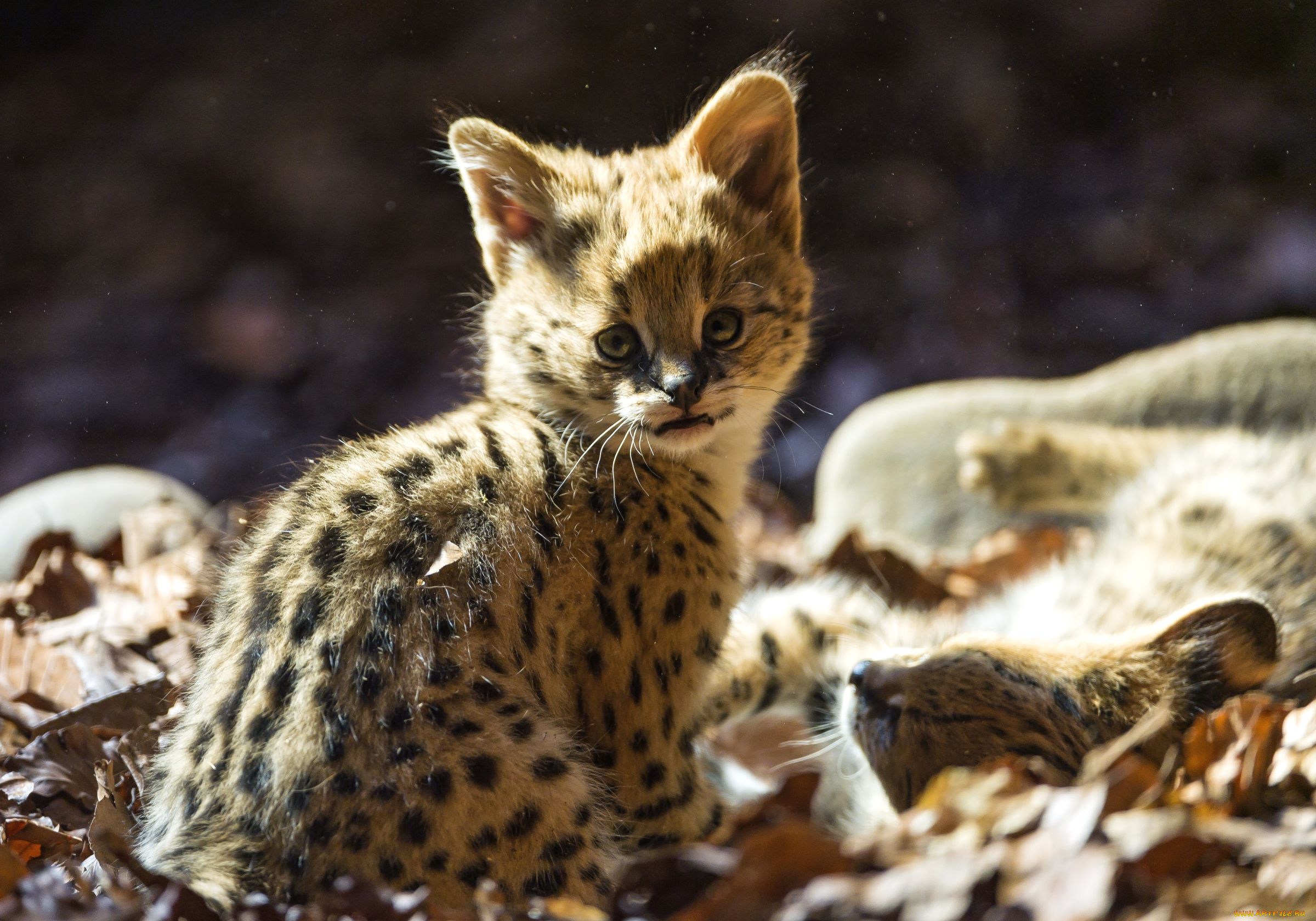 животные, сервалы, котенок