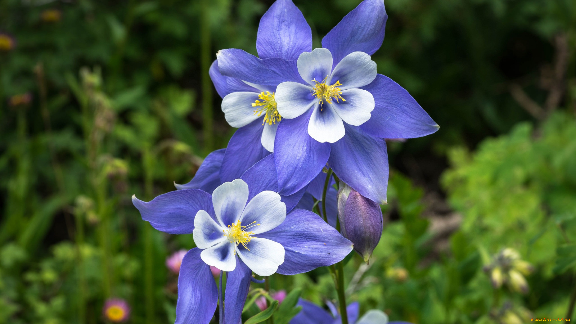 цветы, аквилегия, , водосбор, аквилегия