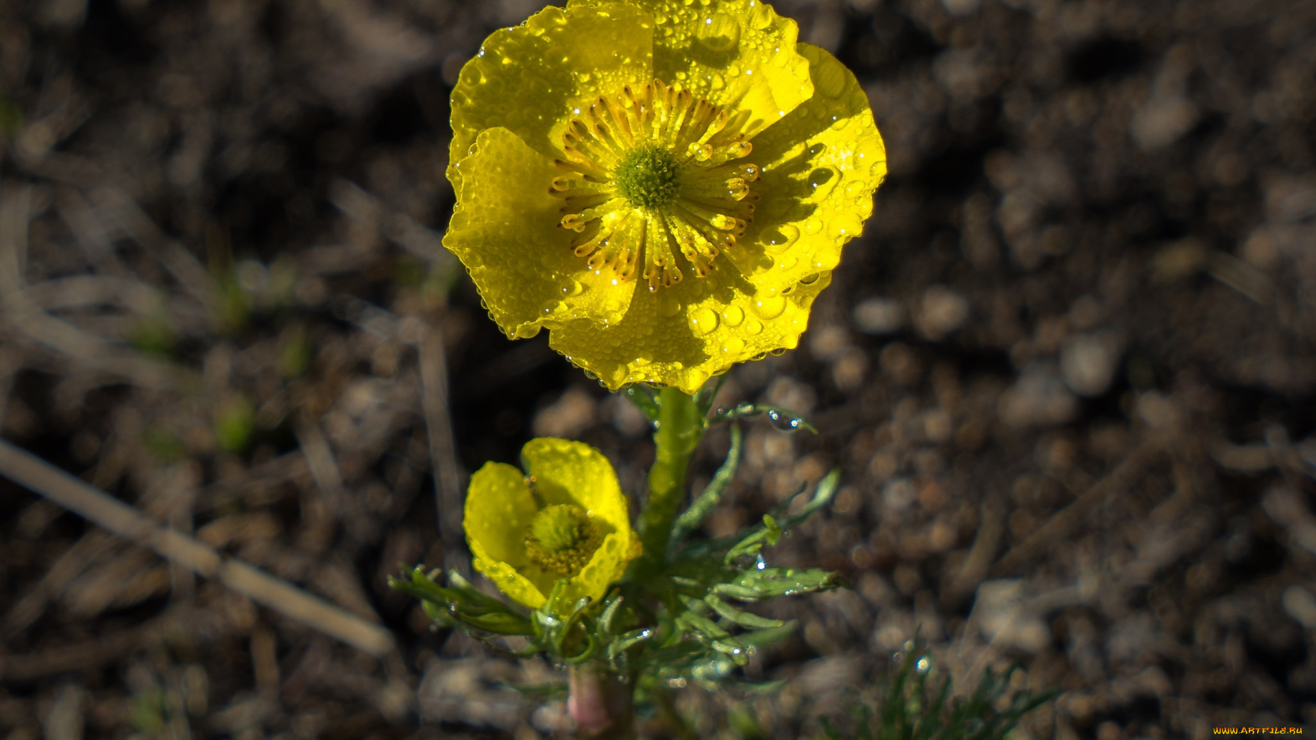 цветы, анемоны, , сон-трава, макро, роса, утро, желые