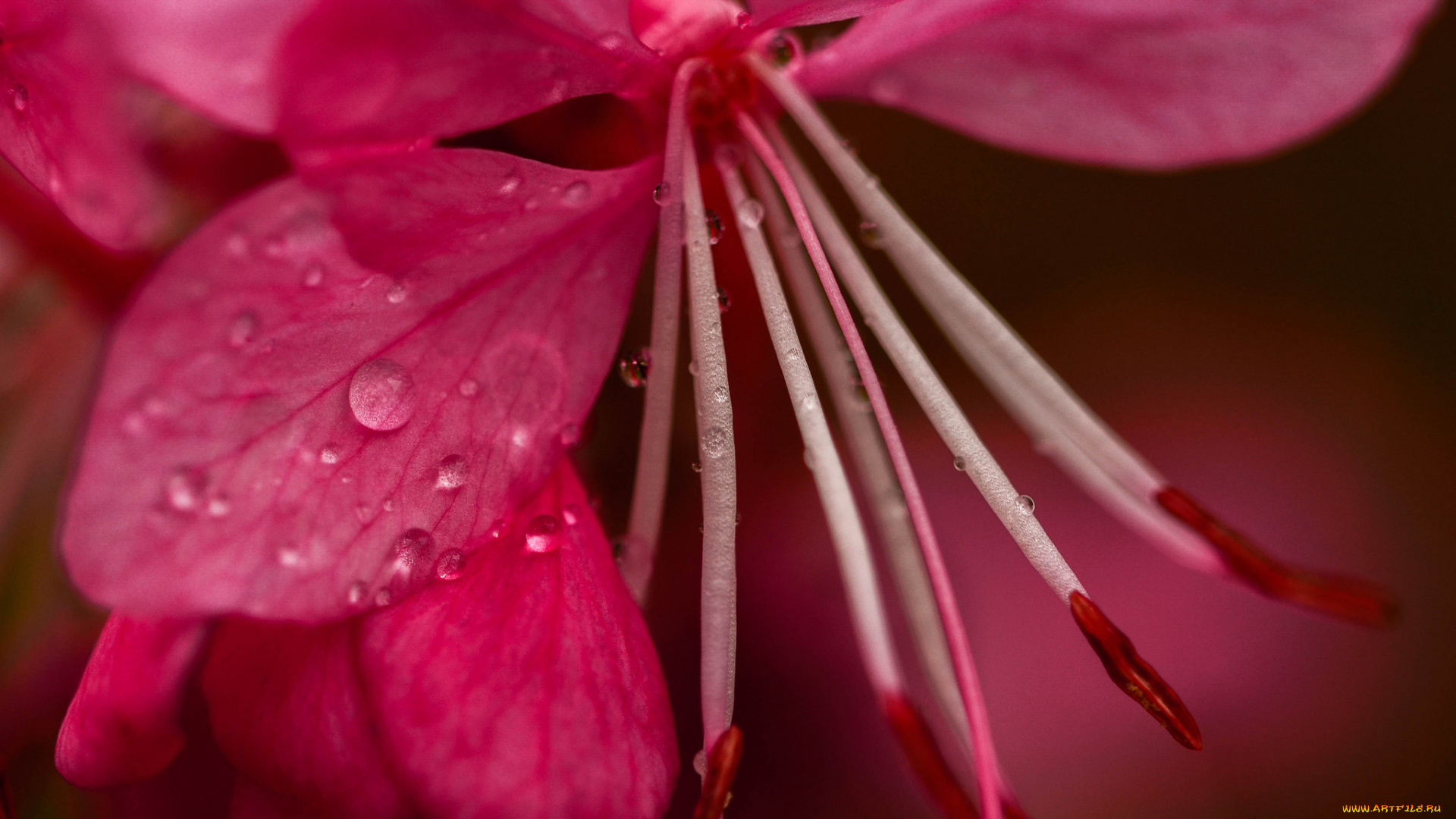цветы, цветок, макро, капли