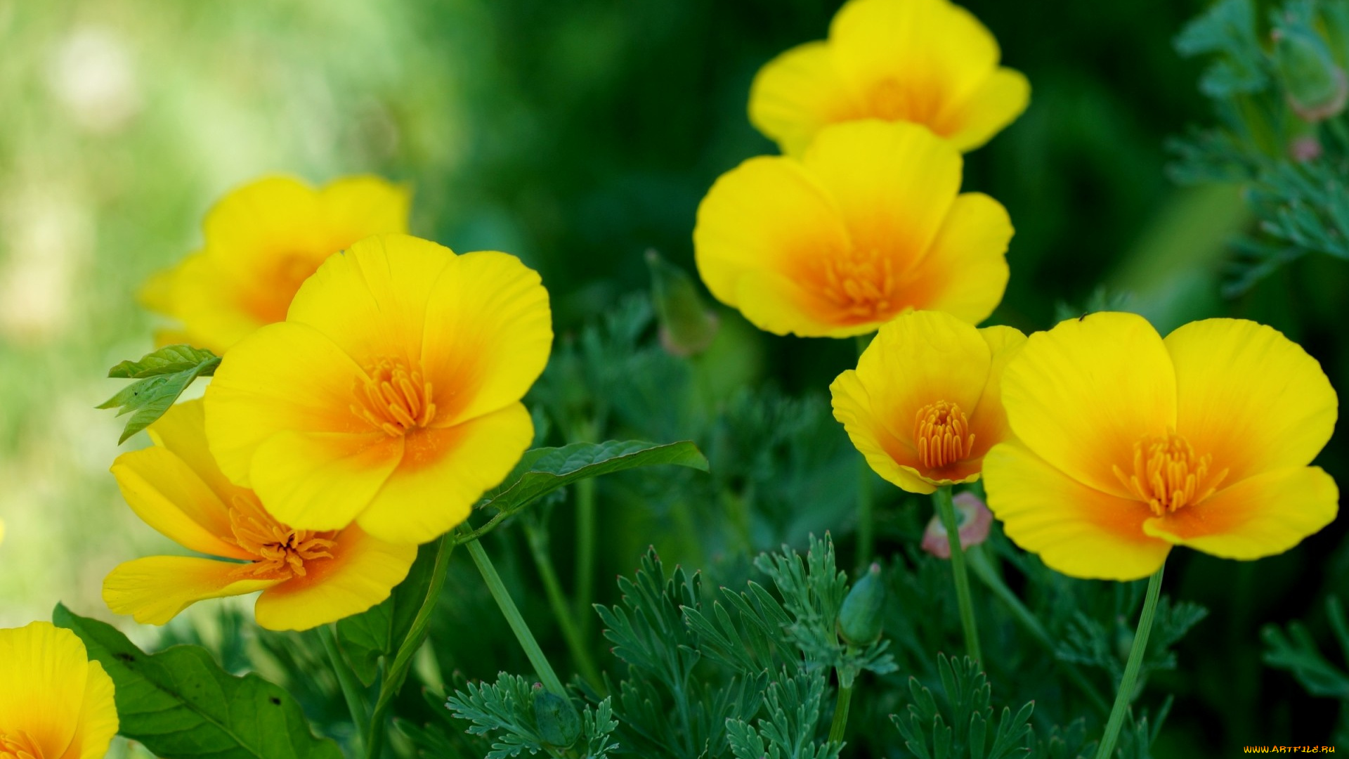 цветы, эшшольция, , калифорнийский, мак, эшшольция, калифорнийский, мак, желтый