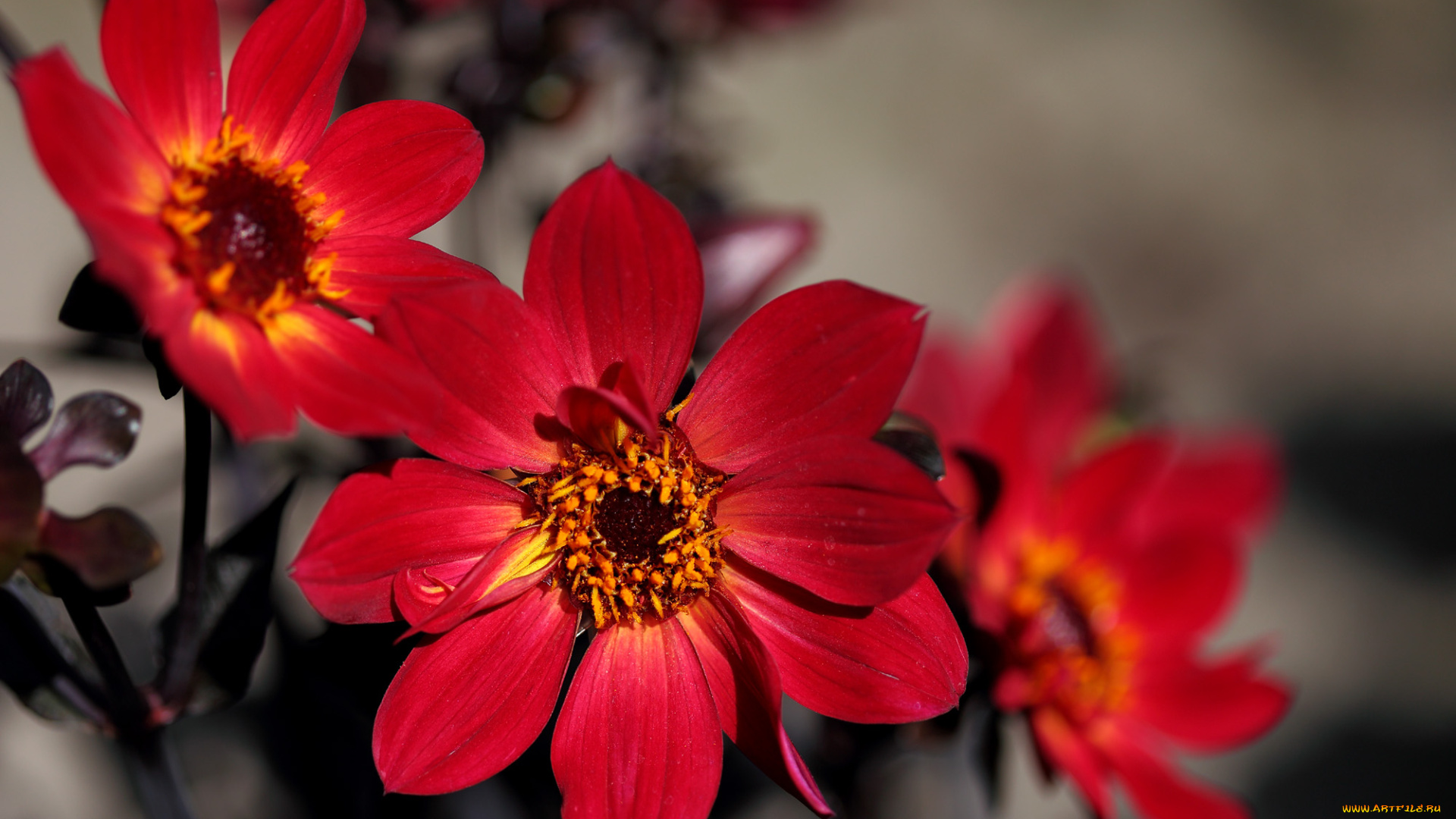 цветы, георгины