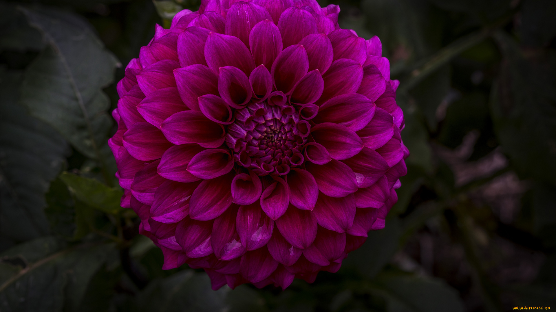 цветы, георгины, цветок