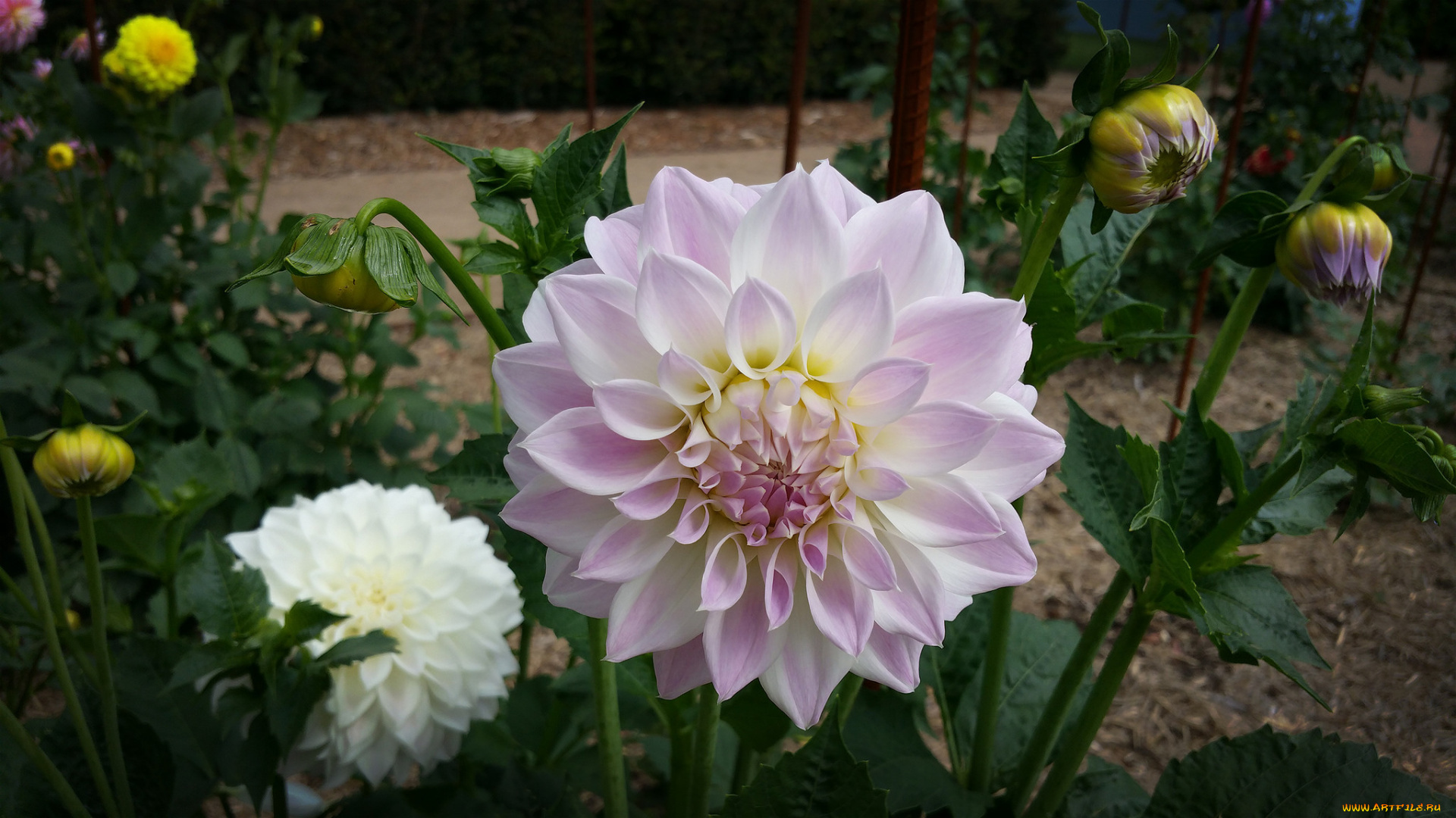 цветы, георгины, цветок