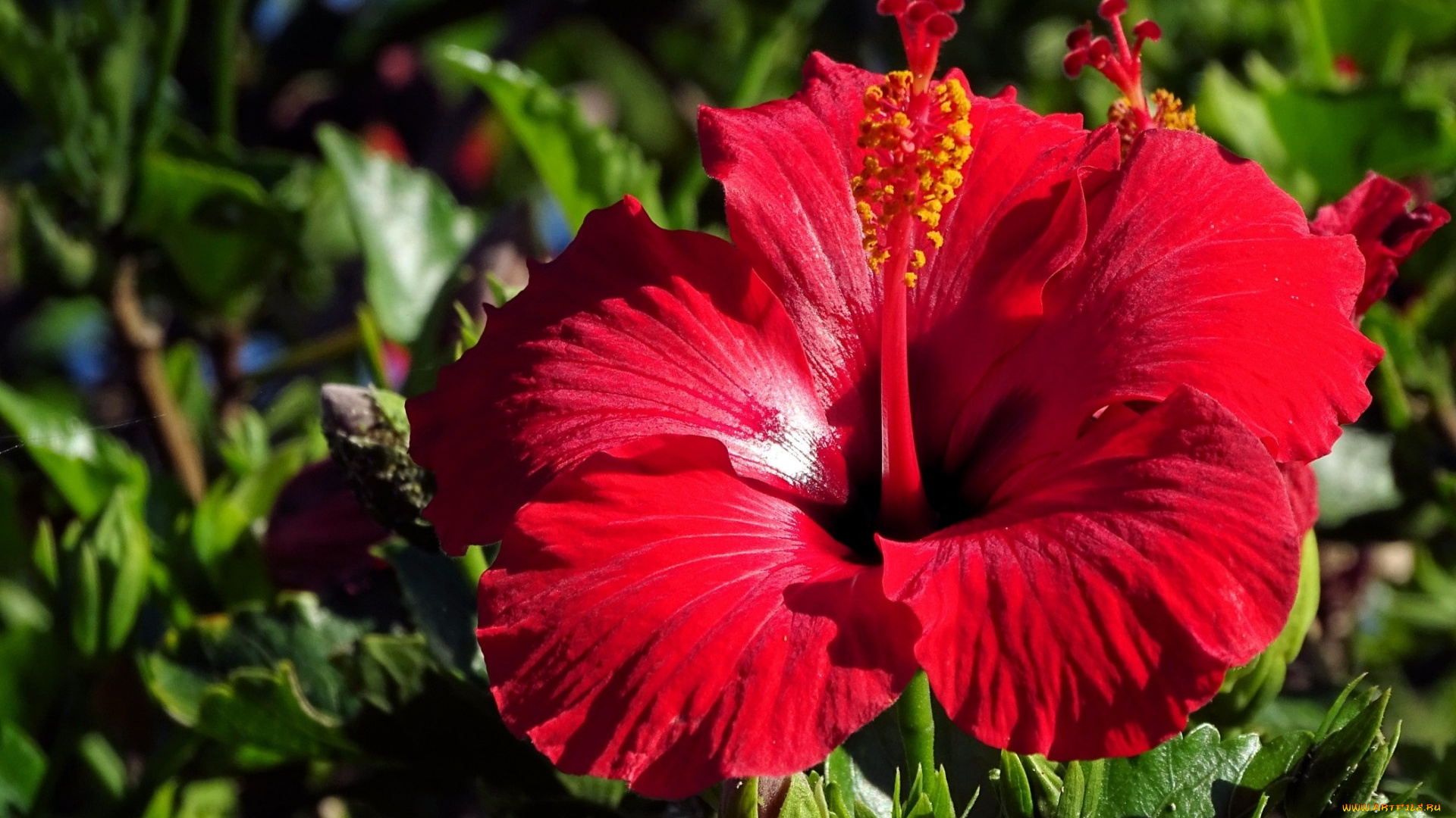 цветы, гибискусы, гибискус, красный, лепестки